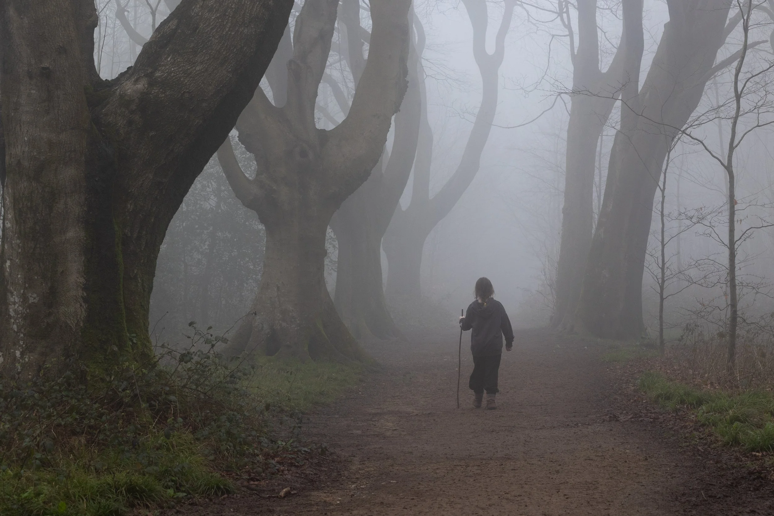 A person walking down a tree-lined dirt path on a foggy day, holding a walking staff.