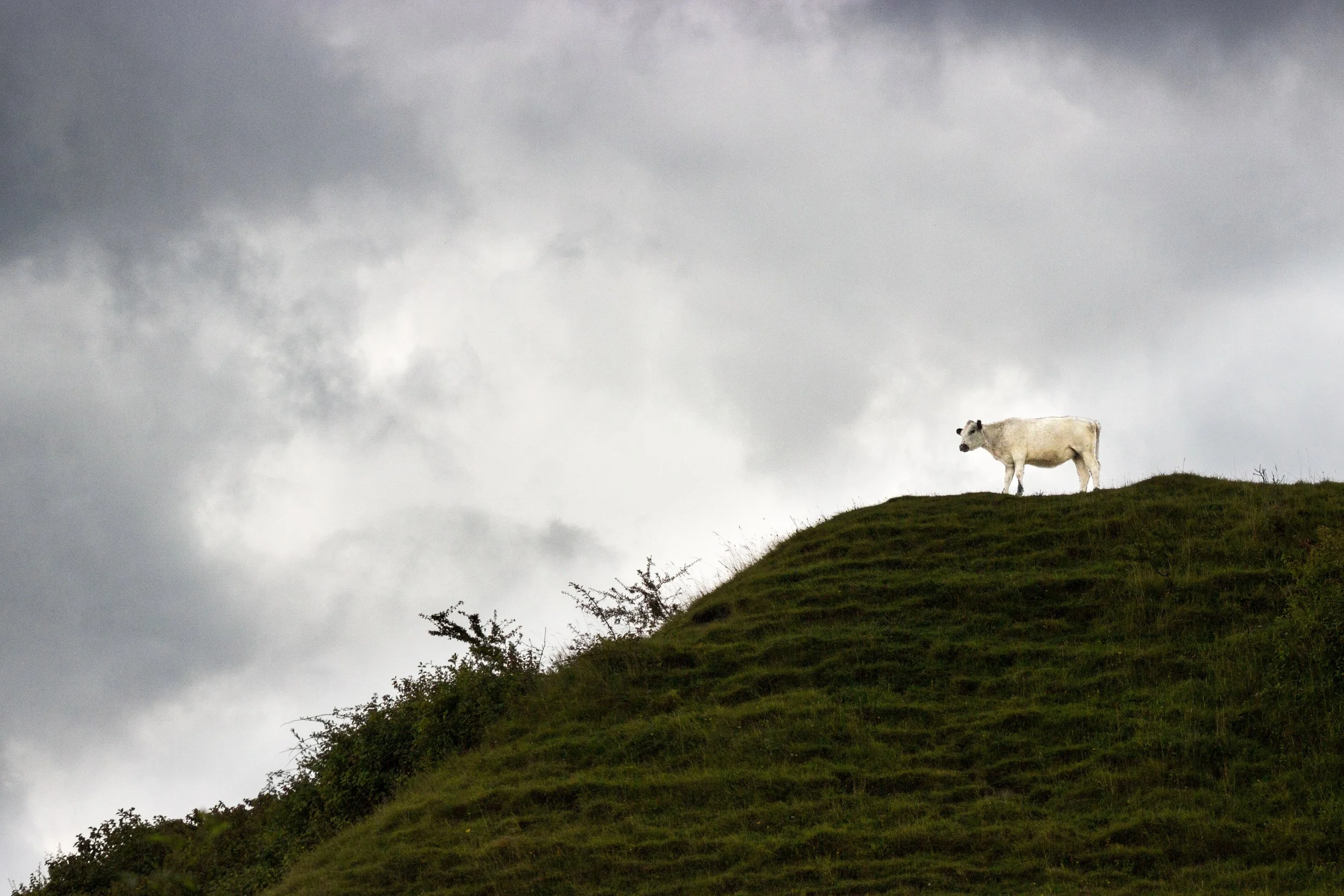 A white cow stands on the hillside at Malling Down, looking out as a dramatic cloudy sky forms behind.