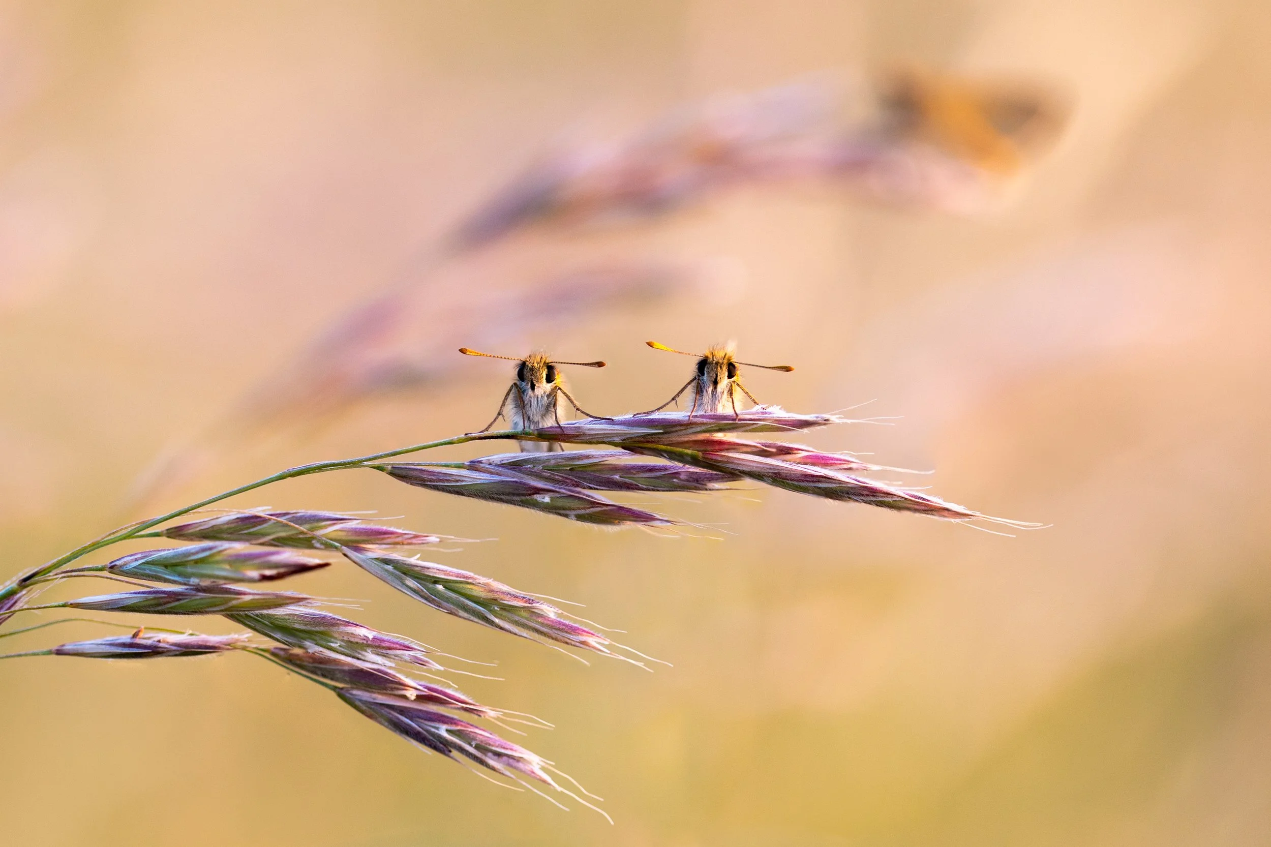 A pair of small skippers