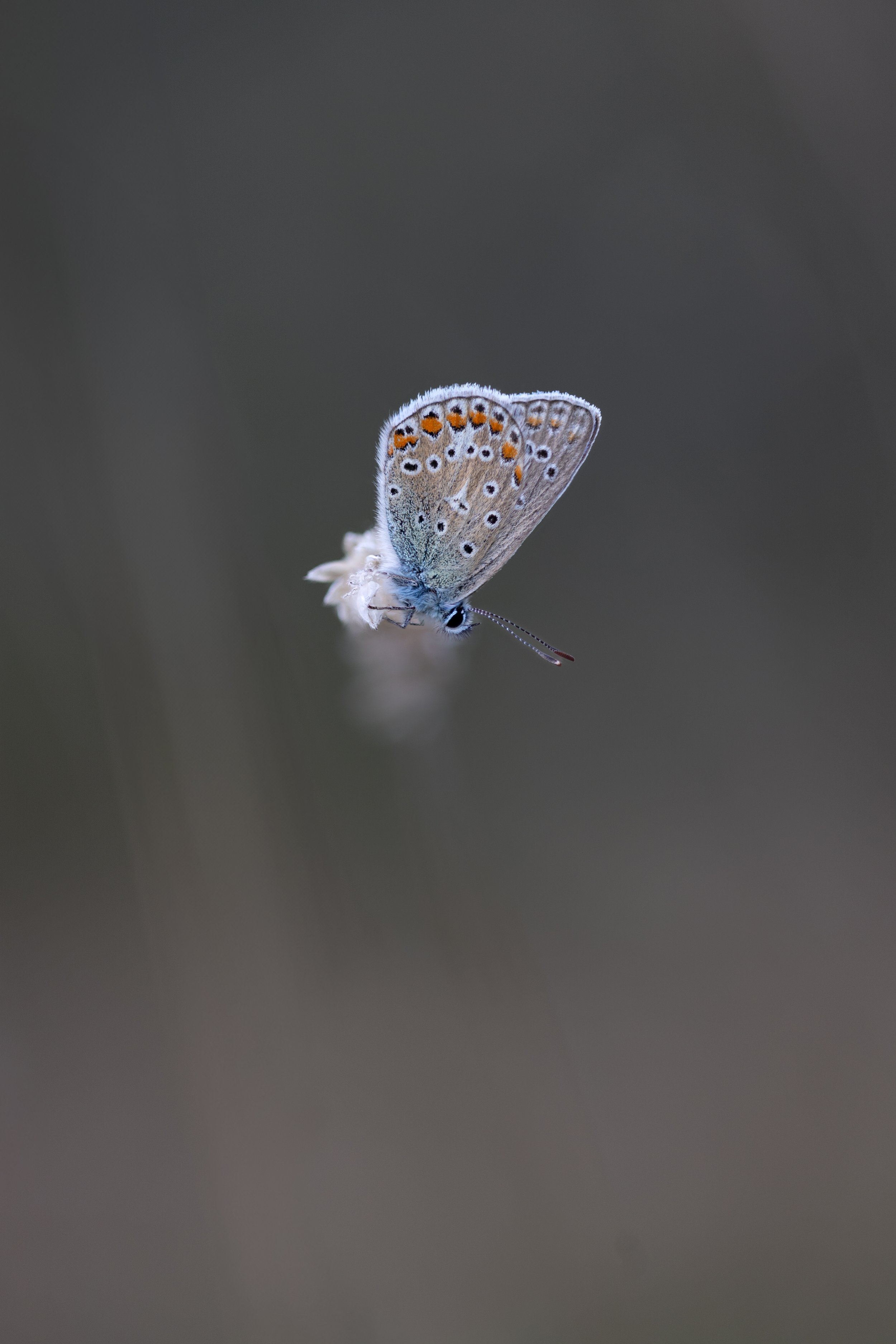 Close-up of a Common Blue butterfly perched on a thin stem or branch, with a blurred neutral background.