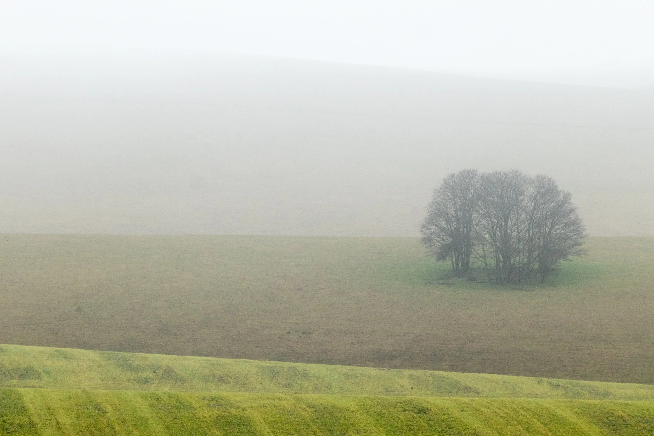 A foggy landscape with a group of leafless trees on a hill, with green grass in the foreground.