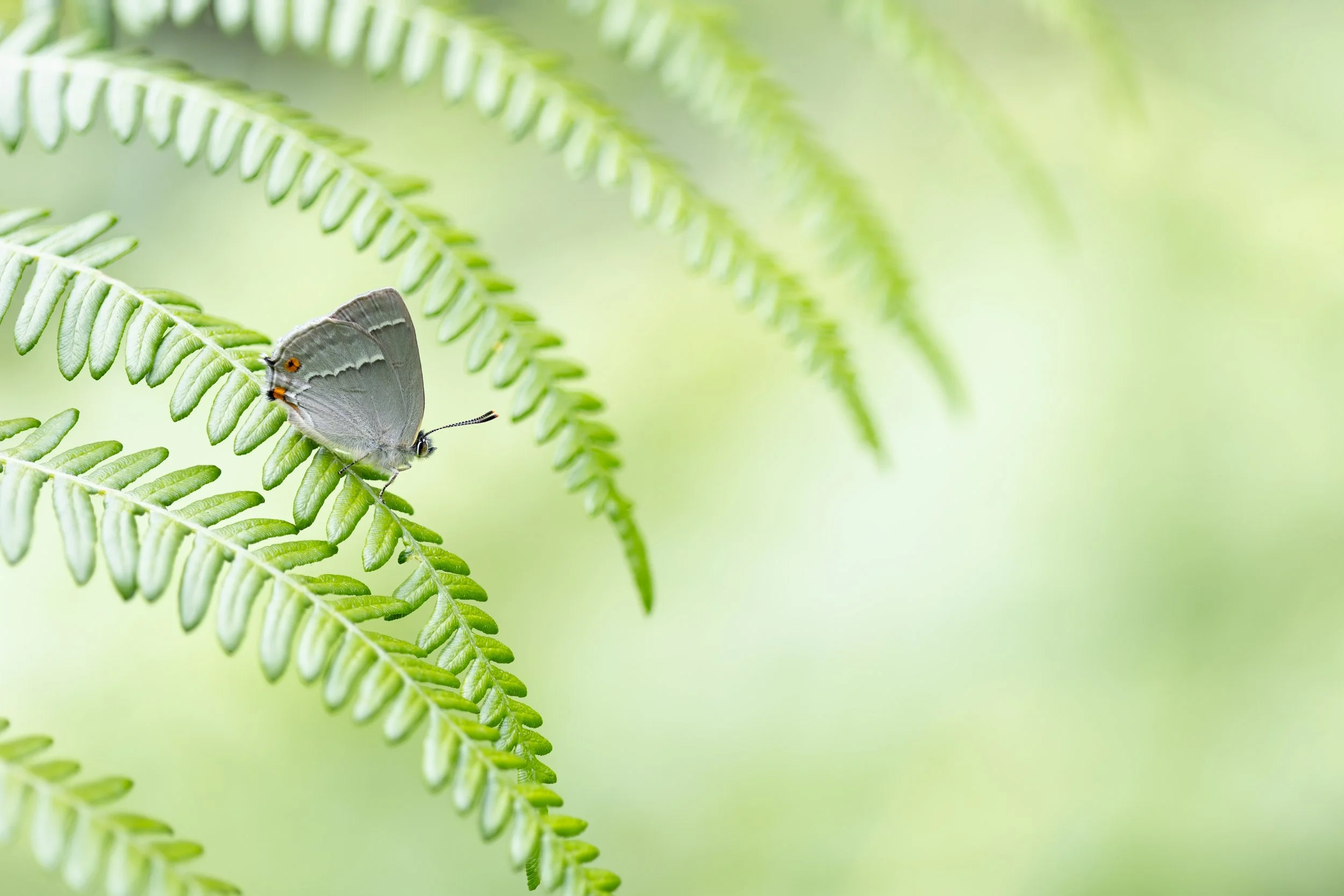 Purple Hairstreak