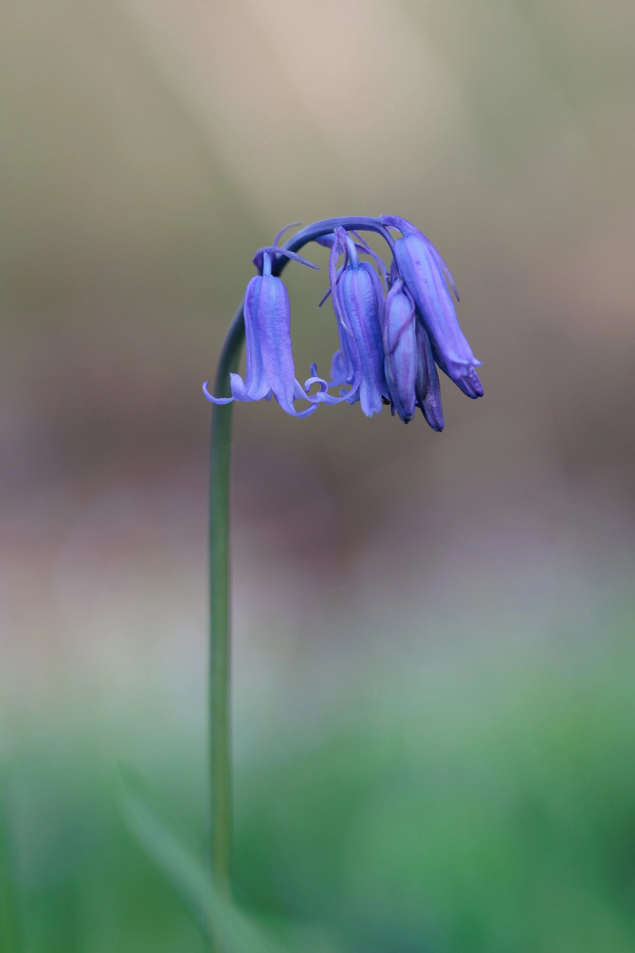 Close-up of a single bluebell flower hanging downward with a blurred natural background.