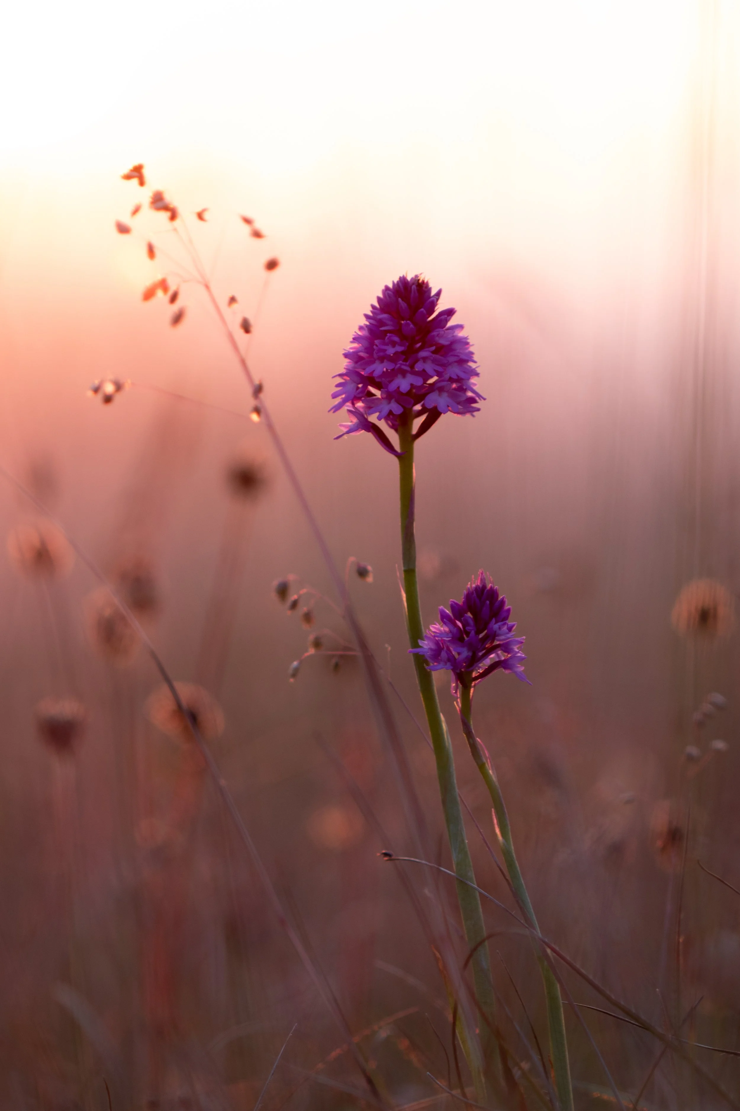 Close-up of purple Pyramidal Orchids amongst the grass of the South Downs during sunset.