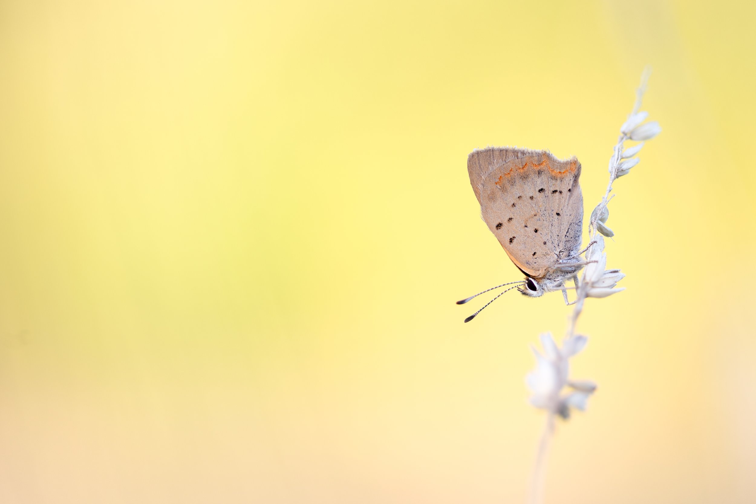 Small Copper