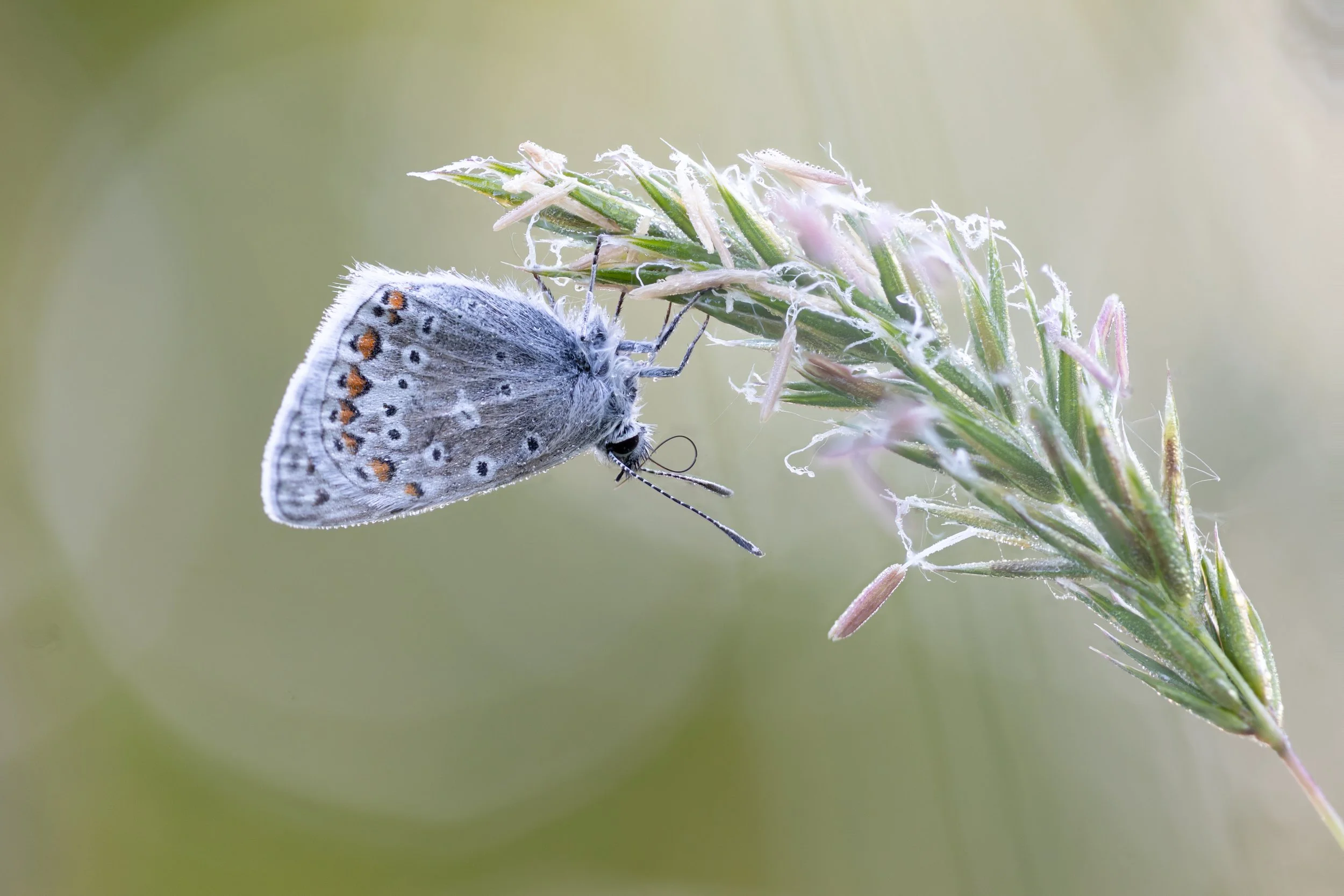 Common Blue