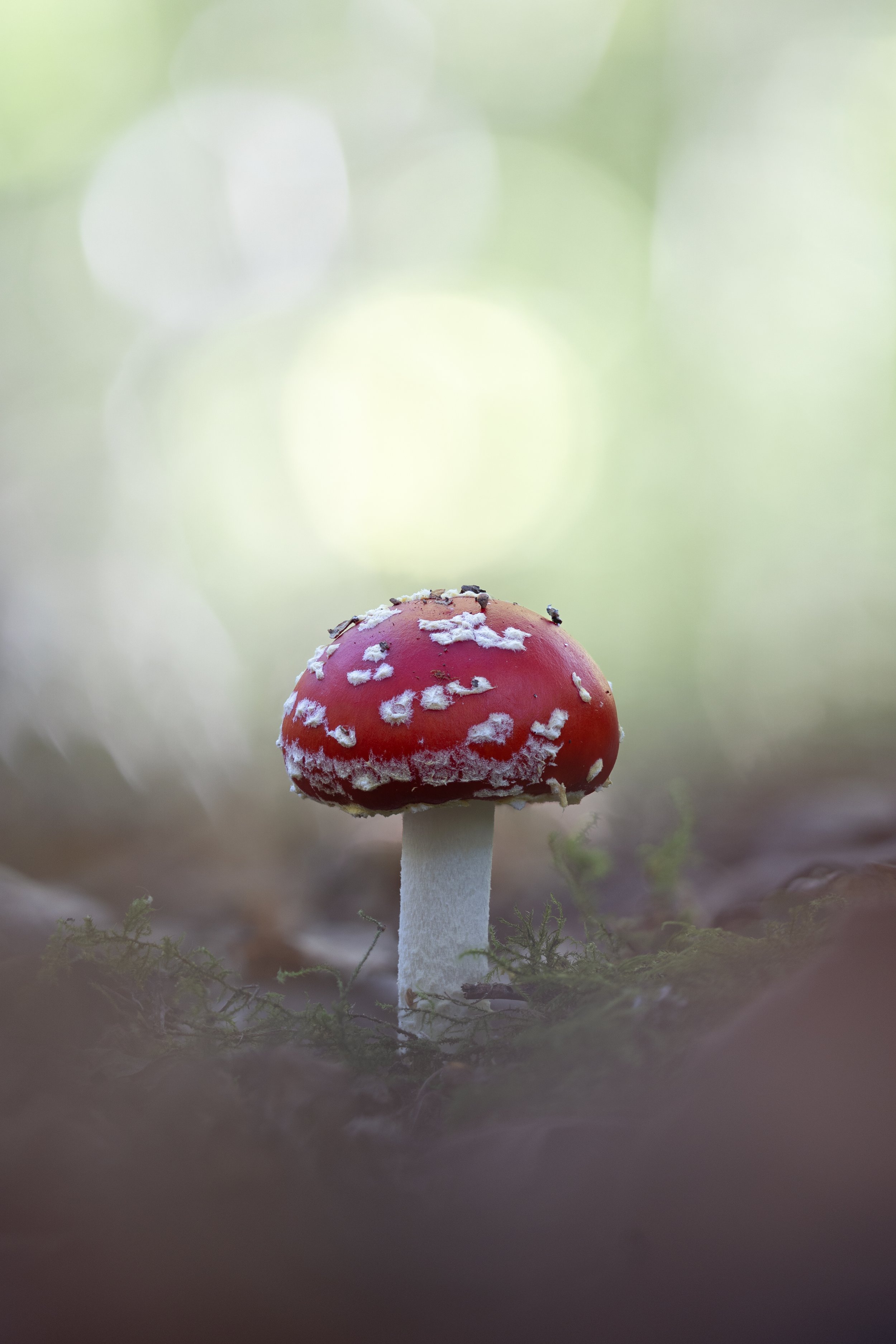 Close-up of a fly agaric toadstool in a forest setting.