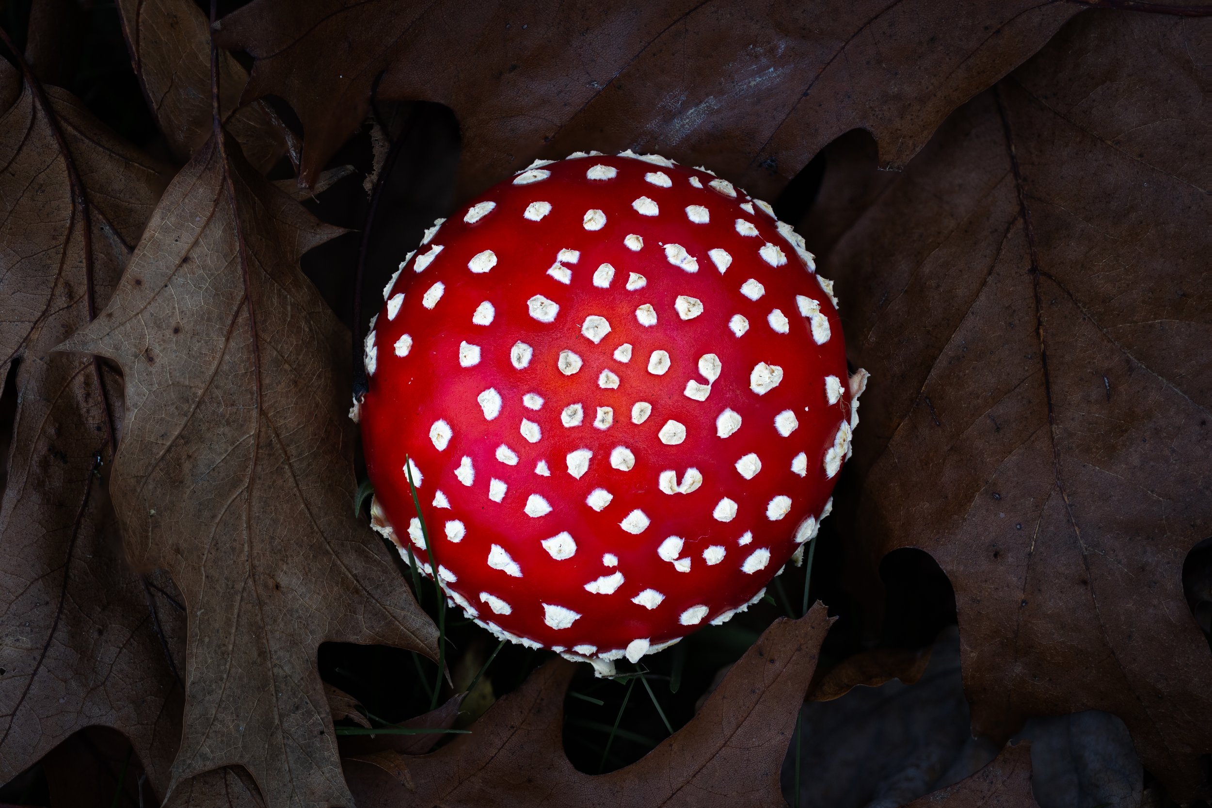 Red Fly Agaric mushroom with white spots growing among fallen brown leaves.