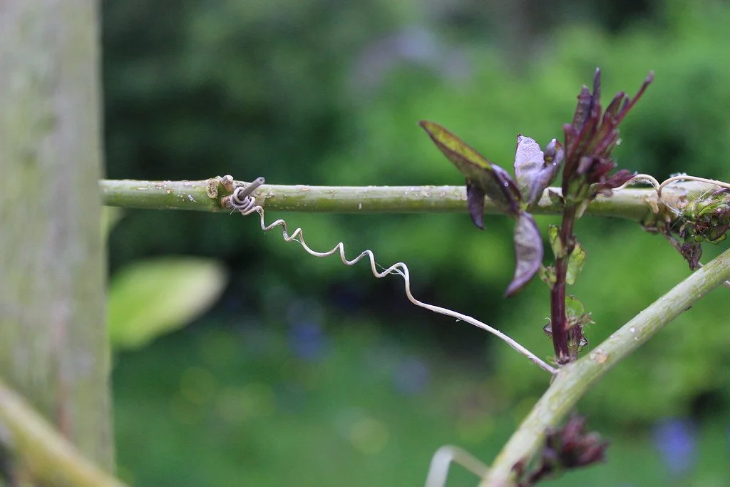 Close-up of a vine with a coiled white tendril wrapped around a green support, with purple and green leaves in the background.