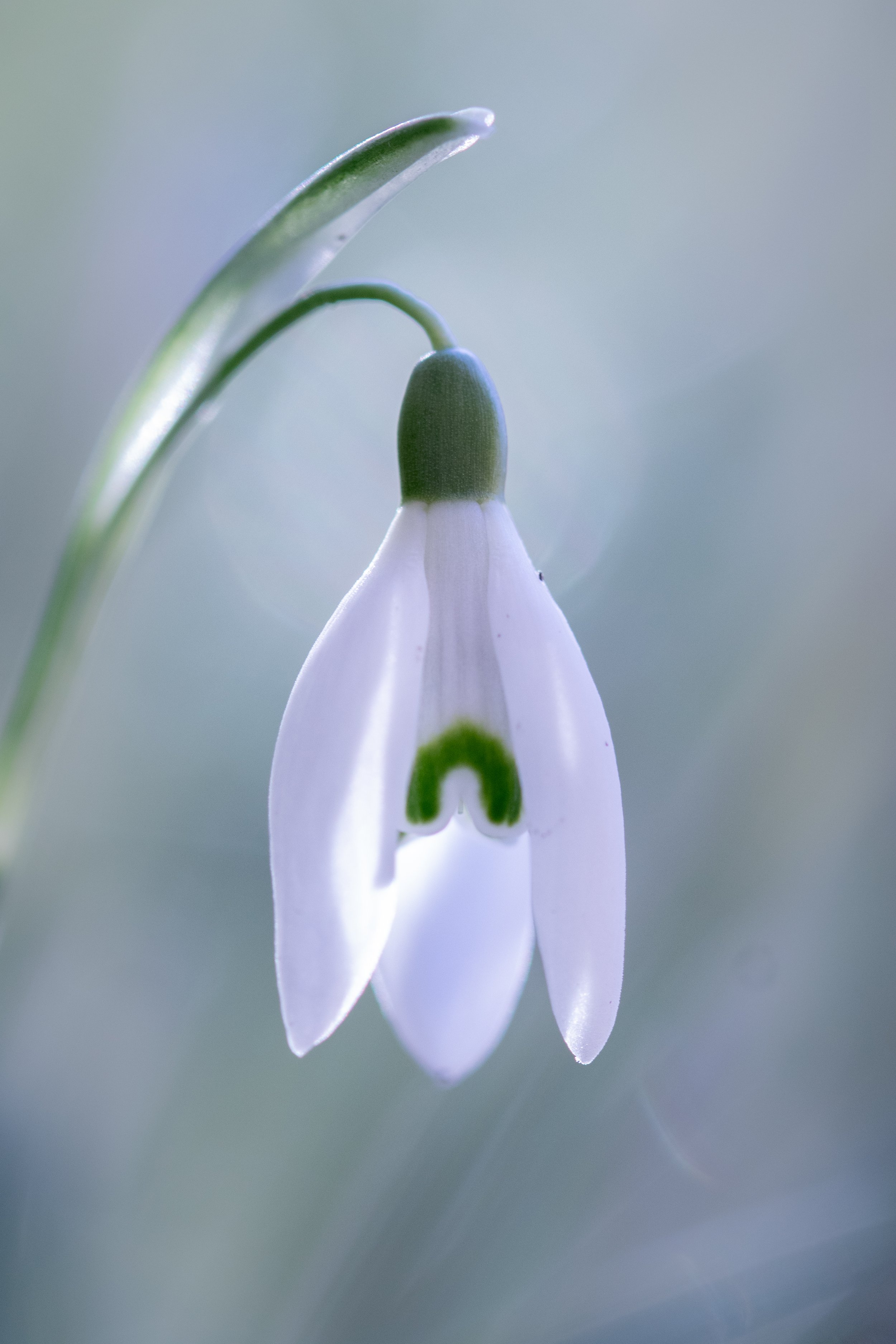 Close-up of a single snowdrop flower hanging downward, with white petals and green markings, against a soft-focus blue-green background.