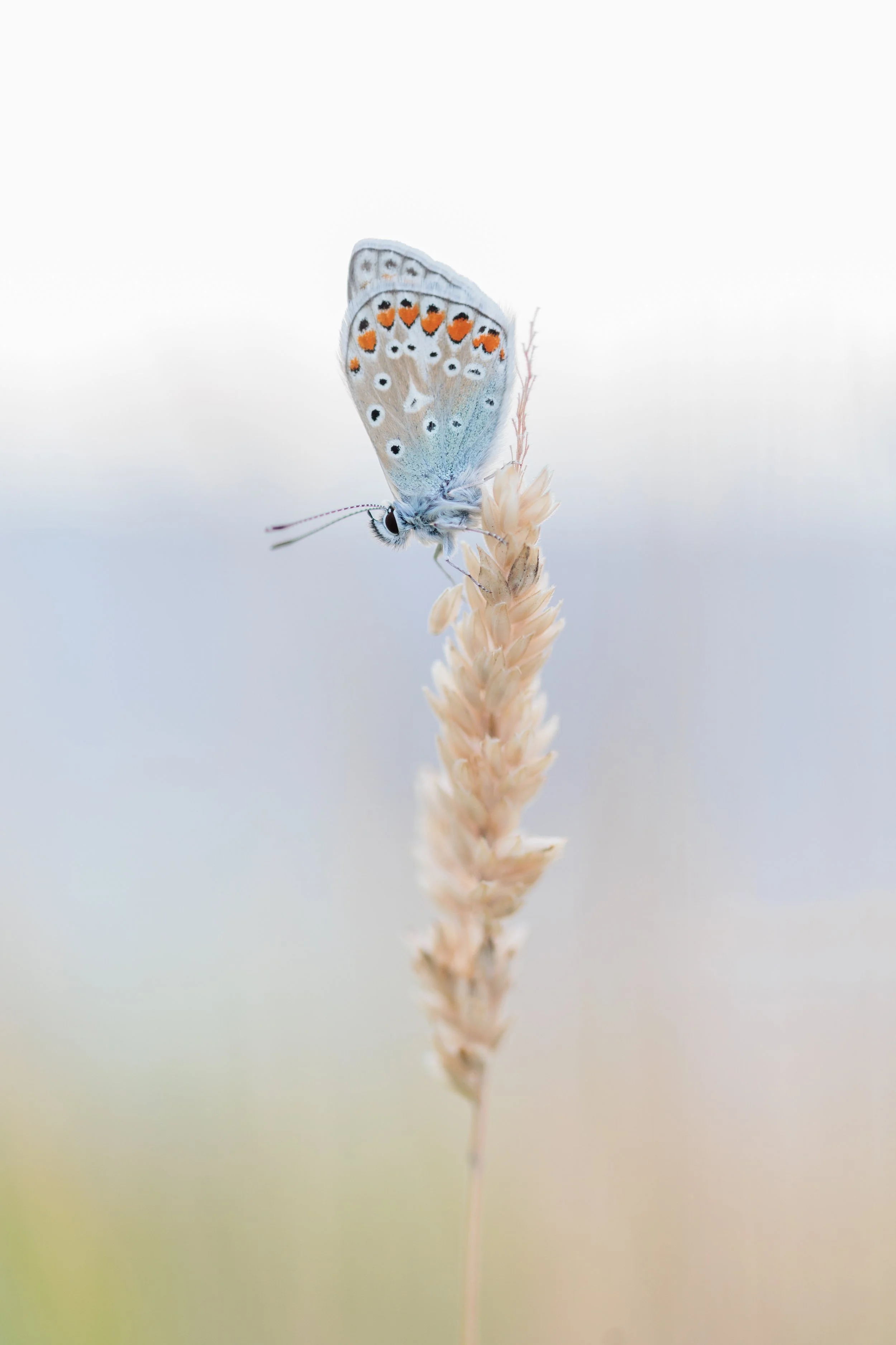 Common Blue