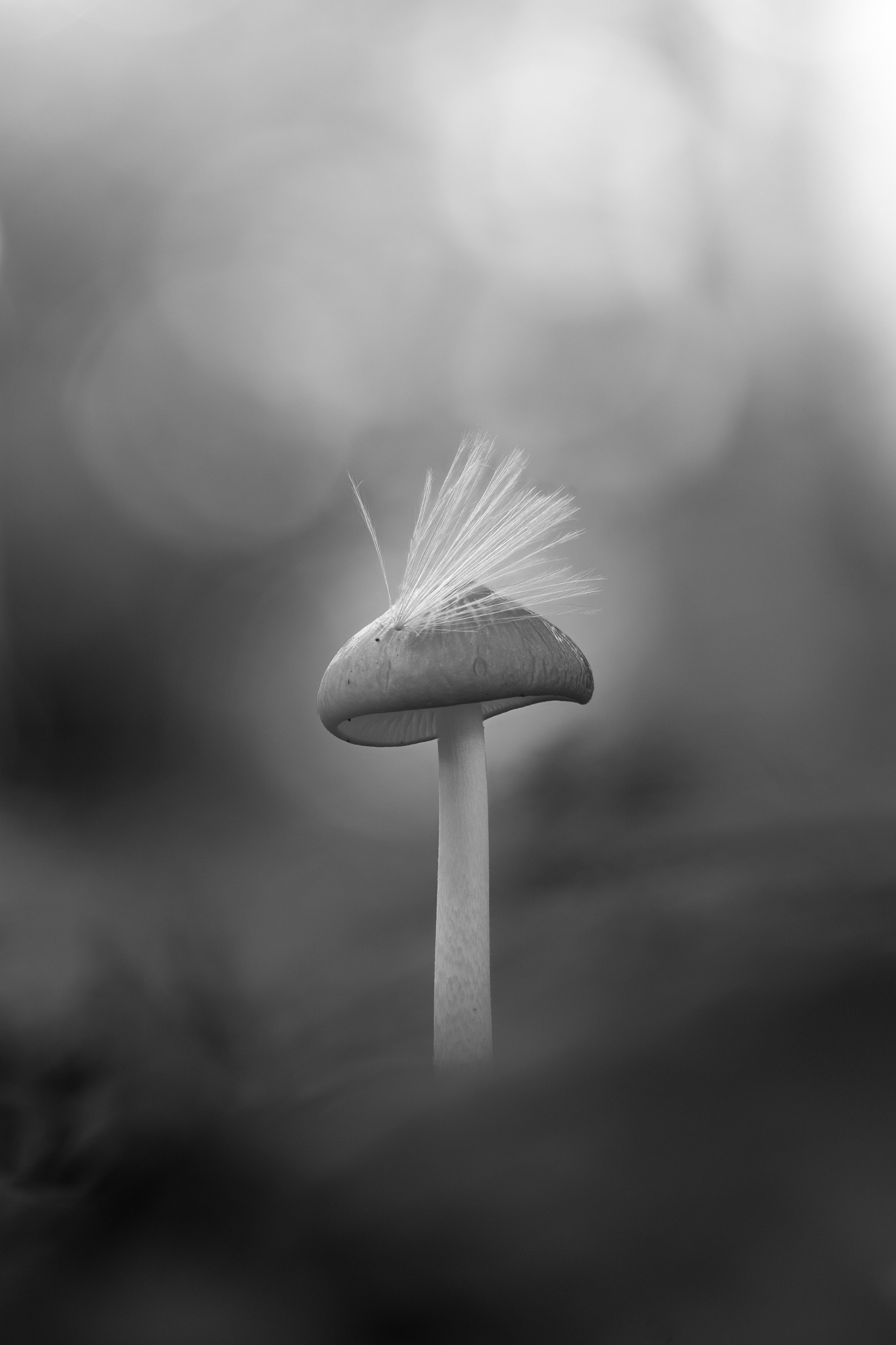 Black and white mushroom with a feather resting on its cap