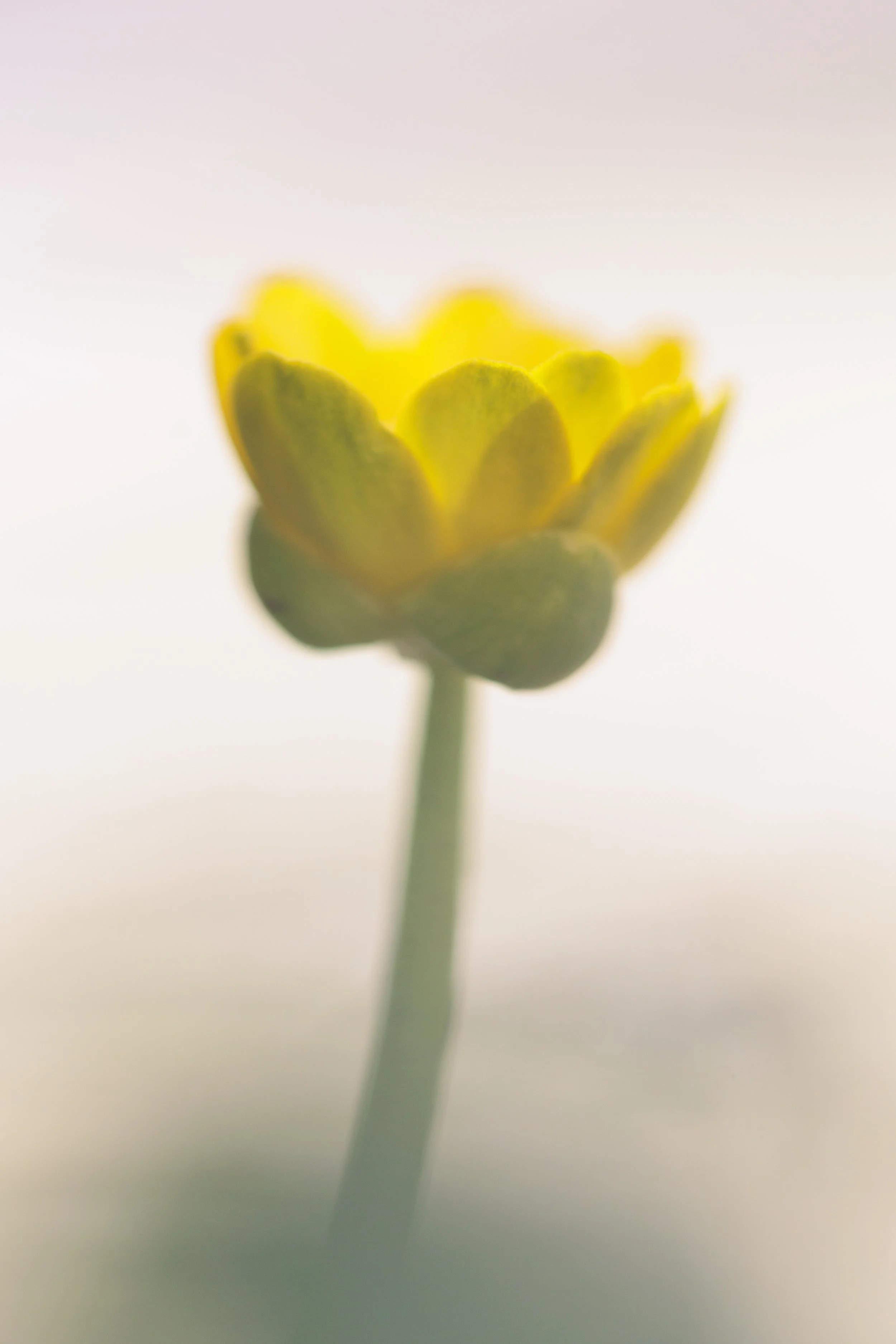 Close-up of a small Celandine, with a blurred glowing white background.