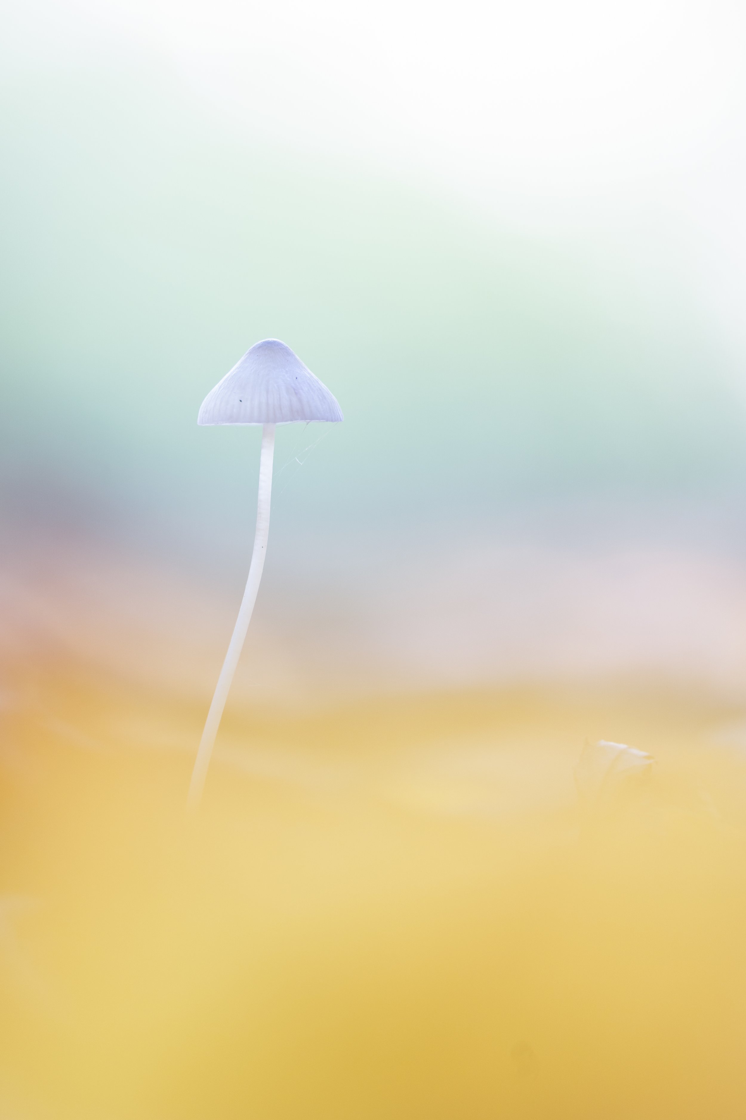Close-up of a single tiny bonnet mushroom with a slim stem and a slightly dome-shaped cap, set against a blurred pastel background.