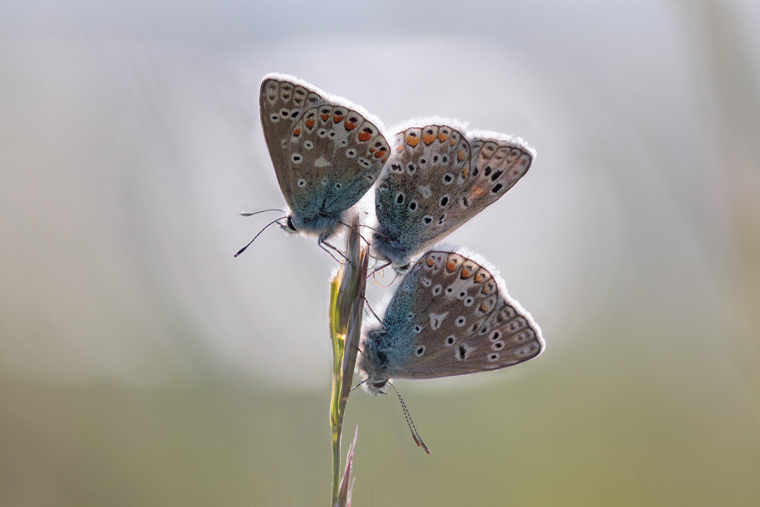 Three Common Blues roosting