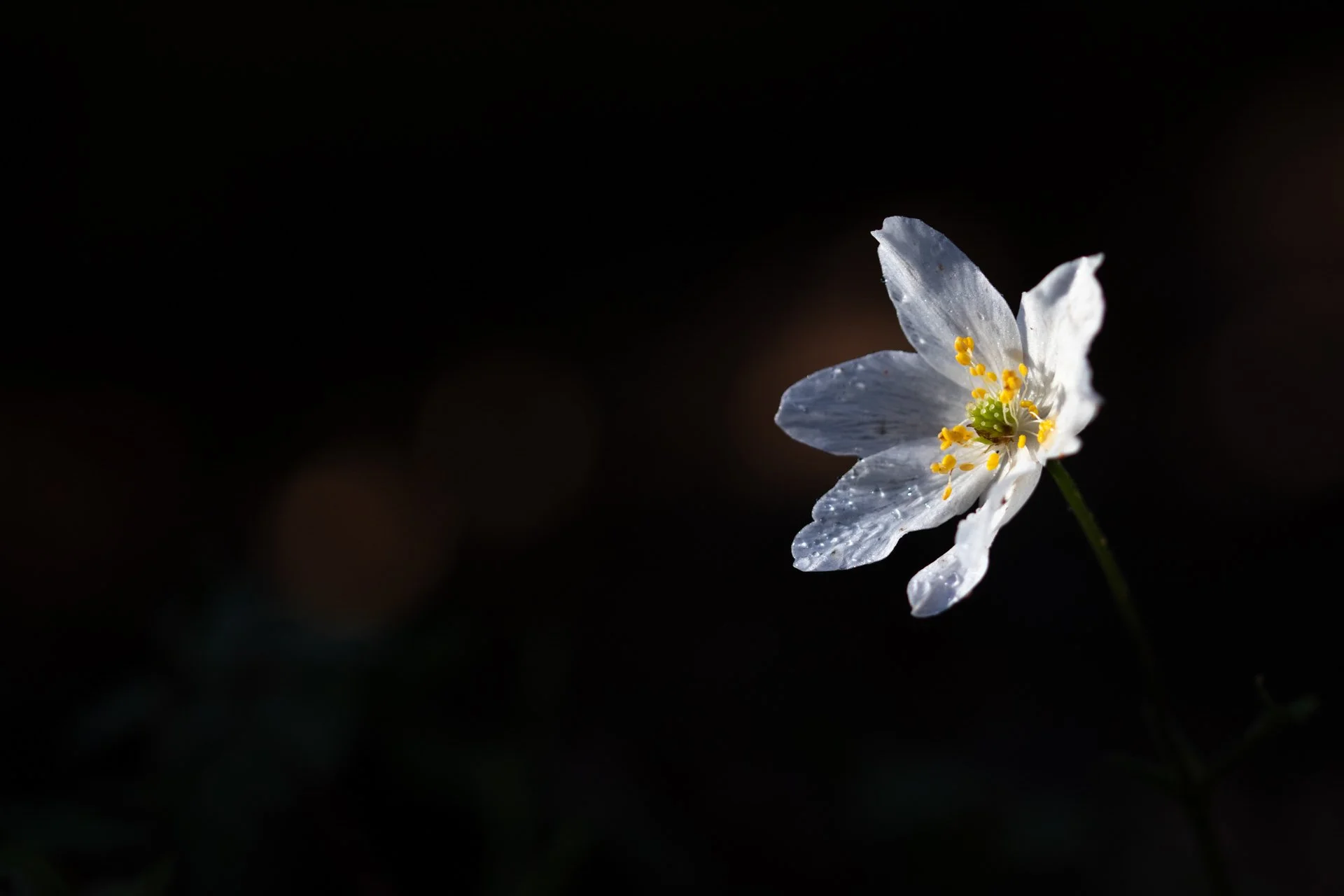 A single white wood anemone with water droplets on its petals against a dark background.