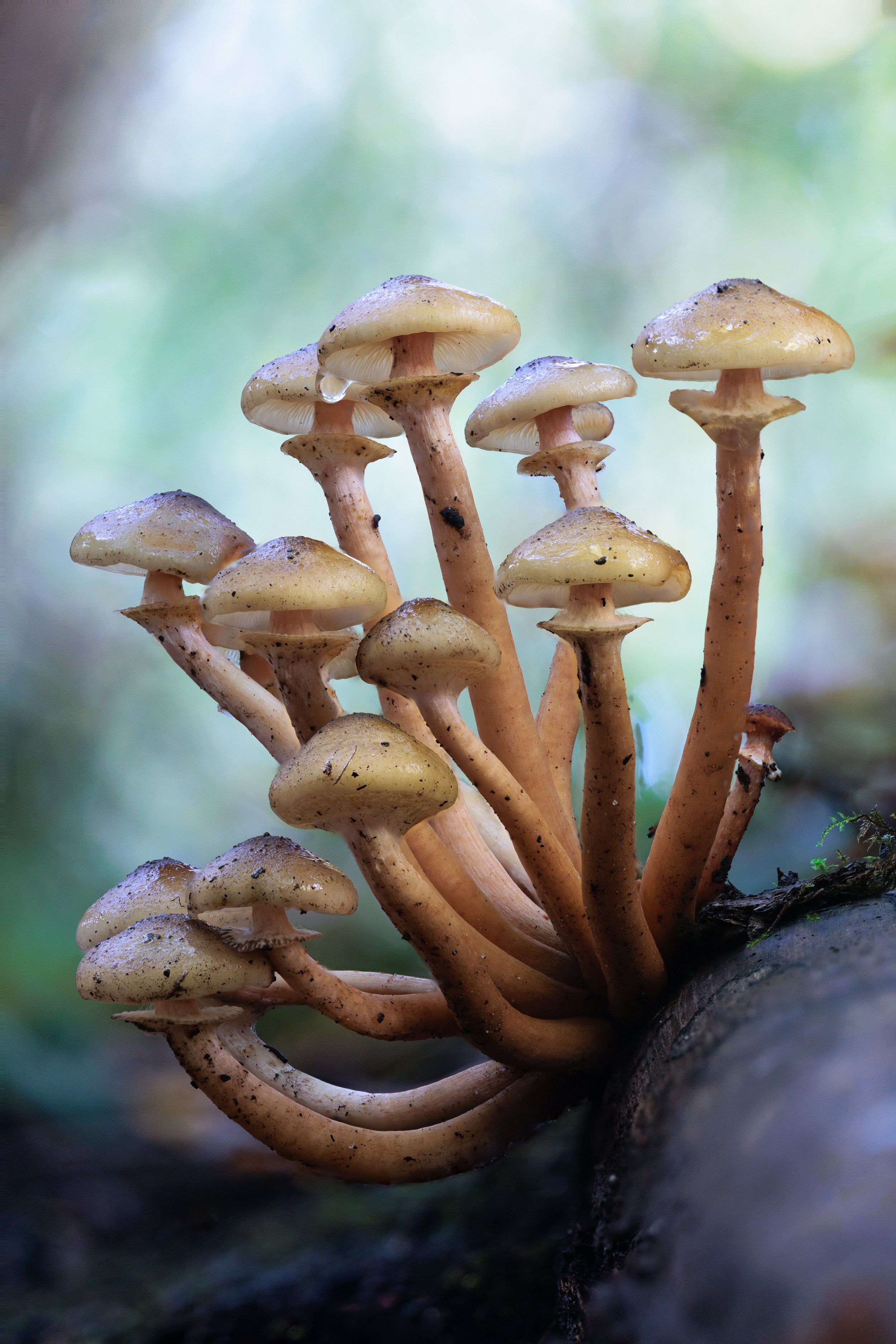 A cluster of mushrooms growing on a decaying log in a forest.