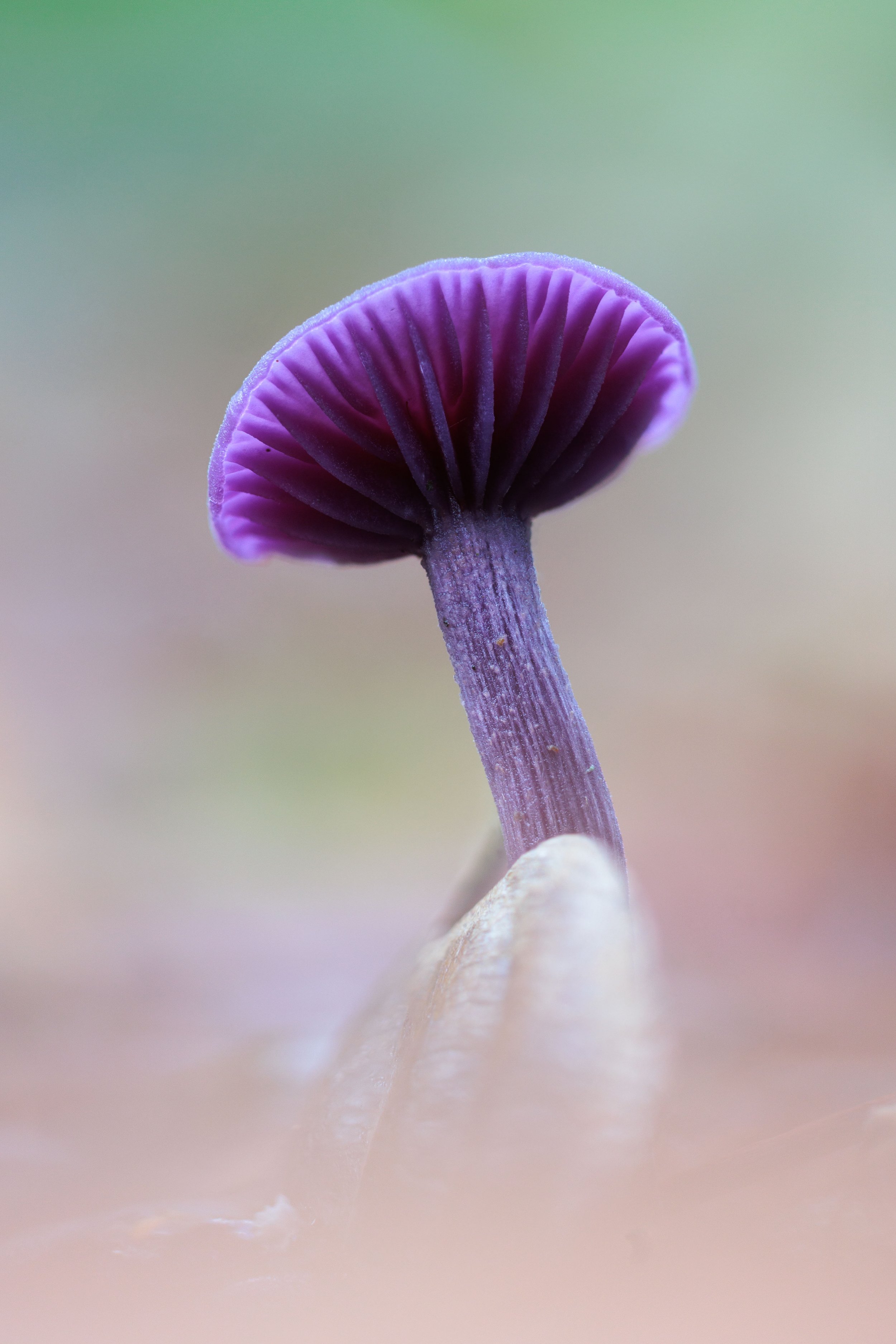 Close-up of an Amethyst Deceiver mushroom with a textured stem, growing on a light-colored surface against a soft, blurred background.