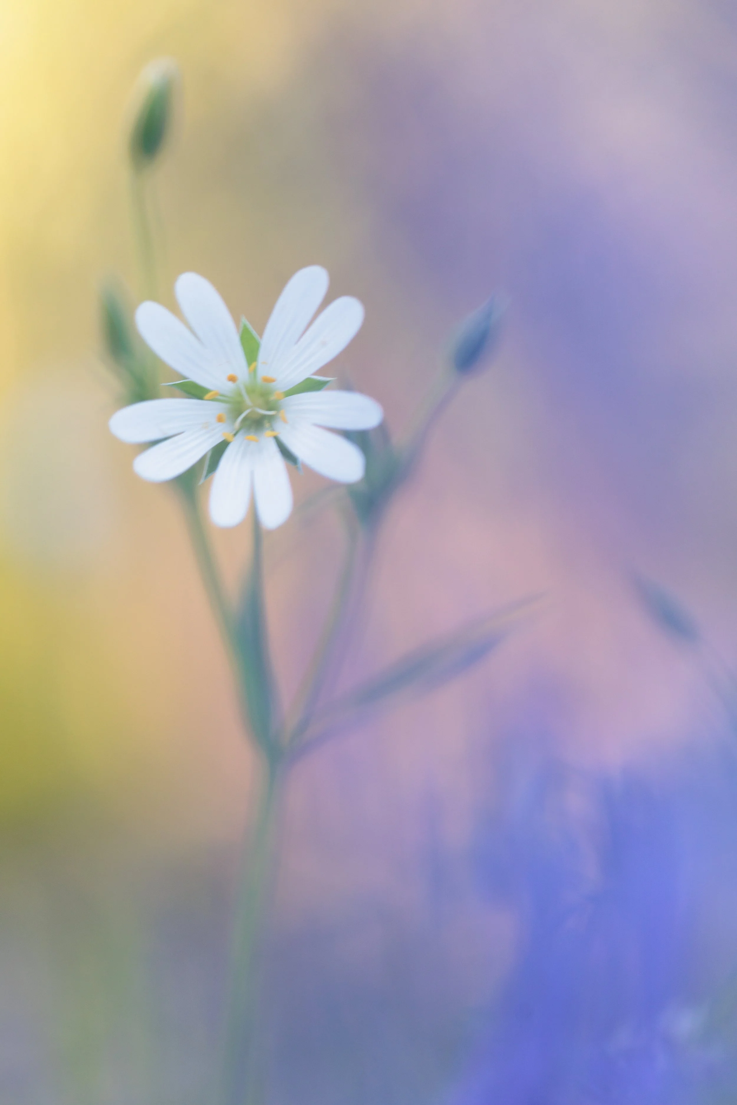Close-up of a Lesser Stitchwort flower with yellow stamens, blurred background in pastel colors