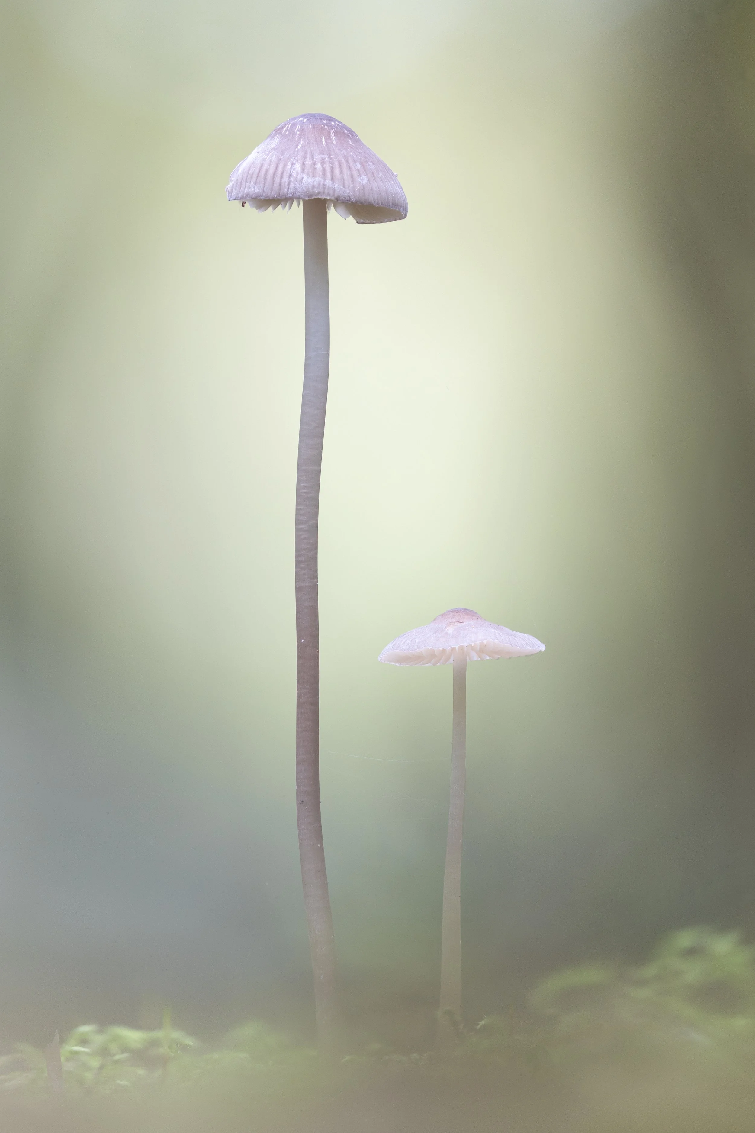 Two mushrooms, one tall one small, growing close to the ground with a blurred green background.