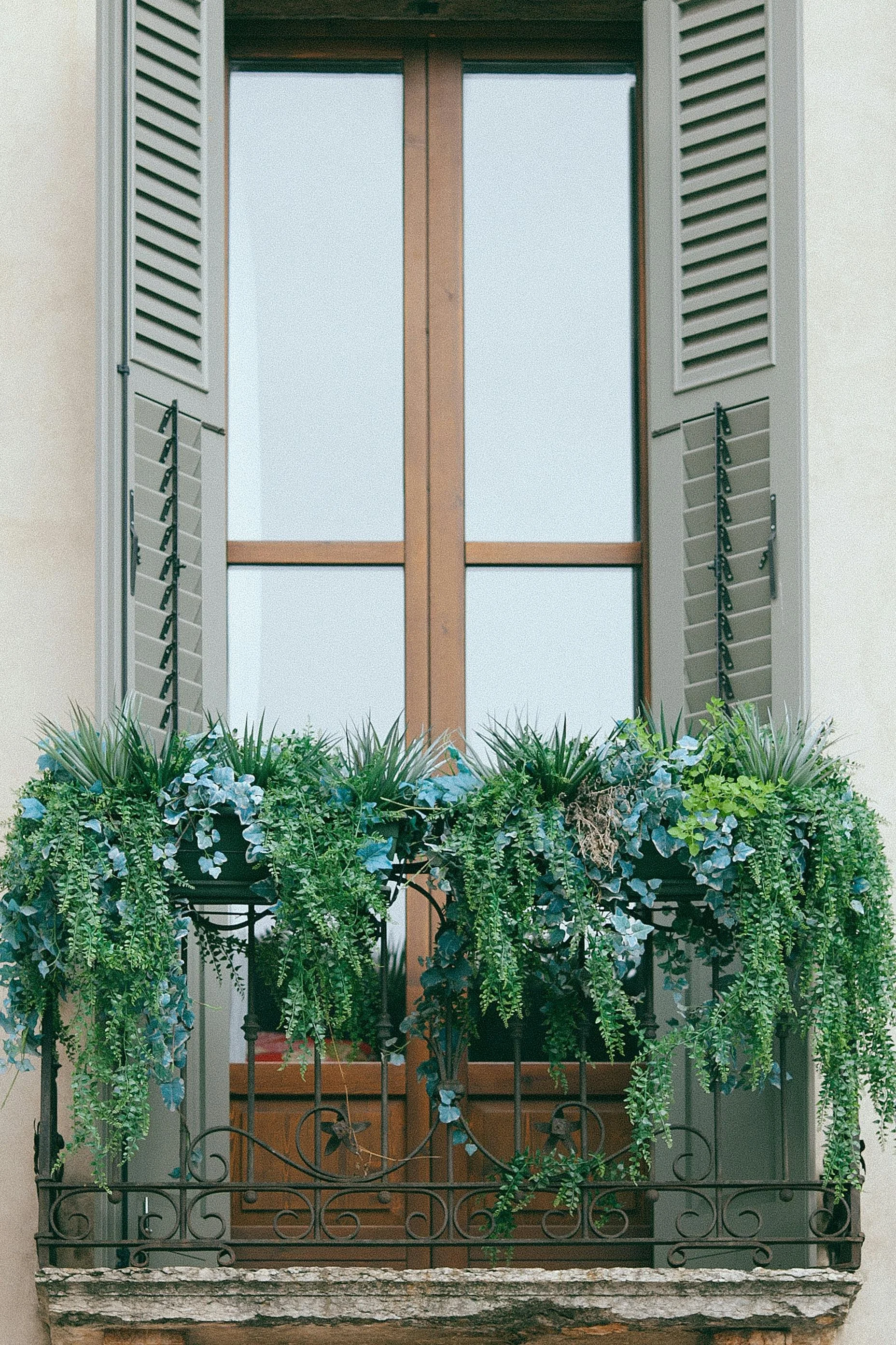 A window with wooden frame, open light green shutters, and a black wrought iron balcony adorned with lush green and blue-green plants that have trailing leaves, set against a beige wall.