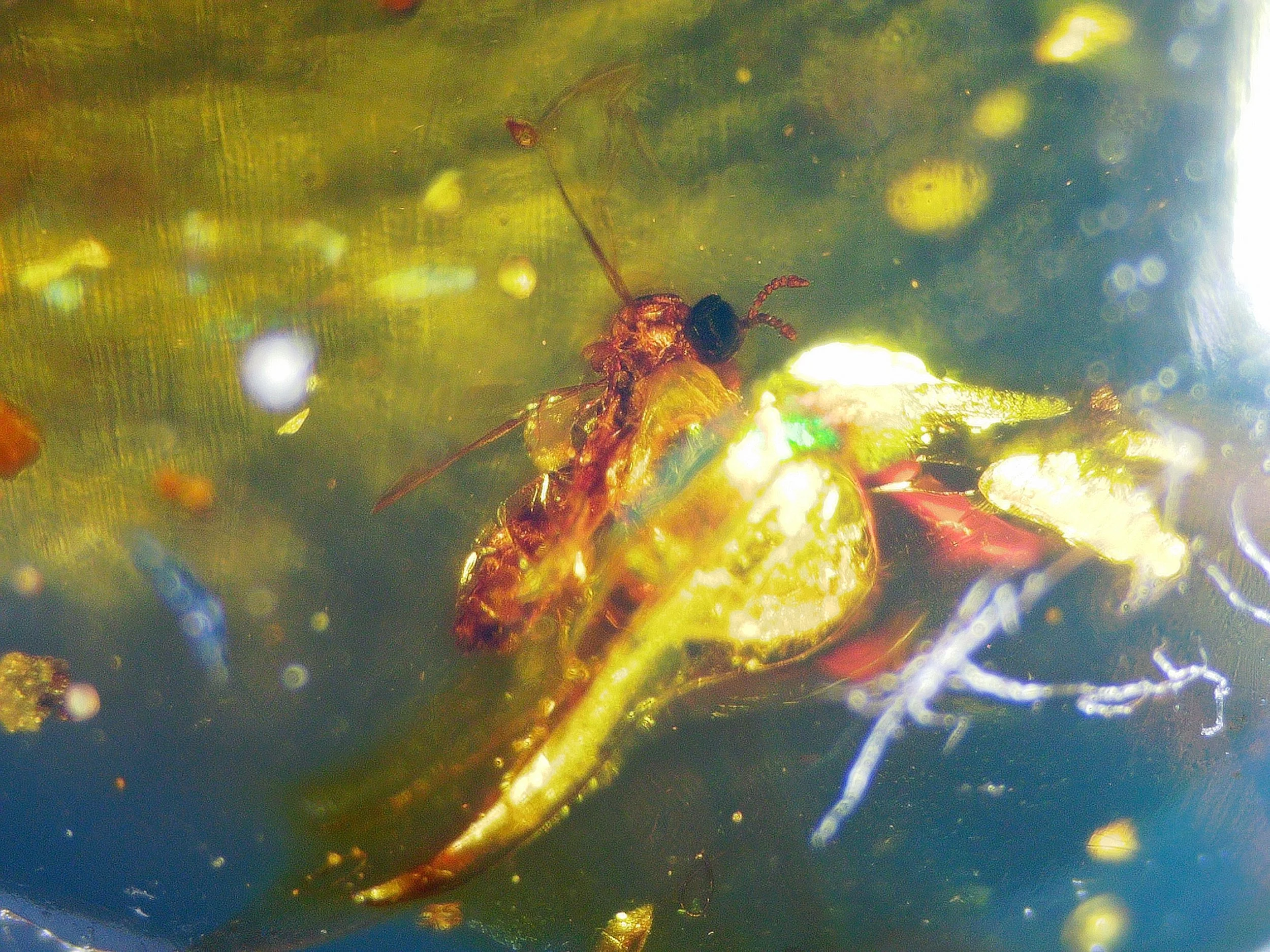Amber with insects #022 • Gnat & Insect In Burmese Amber