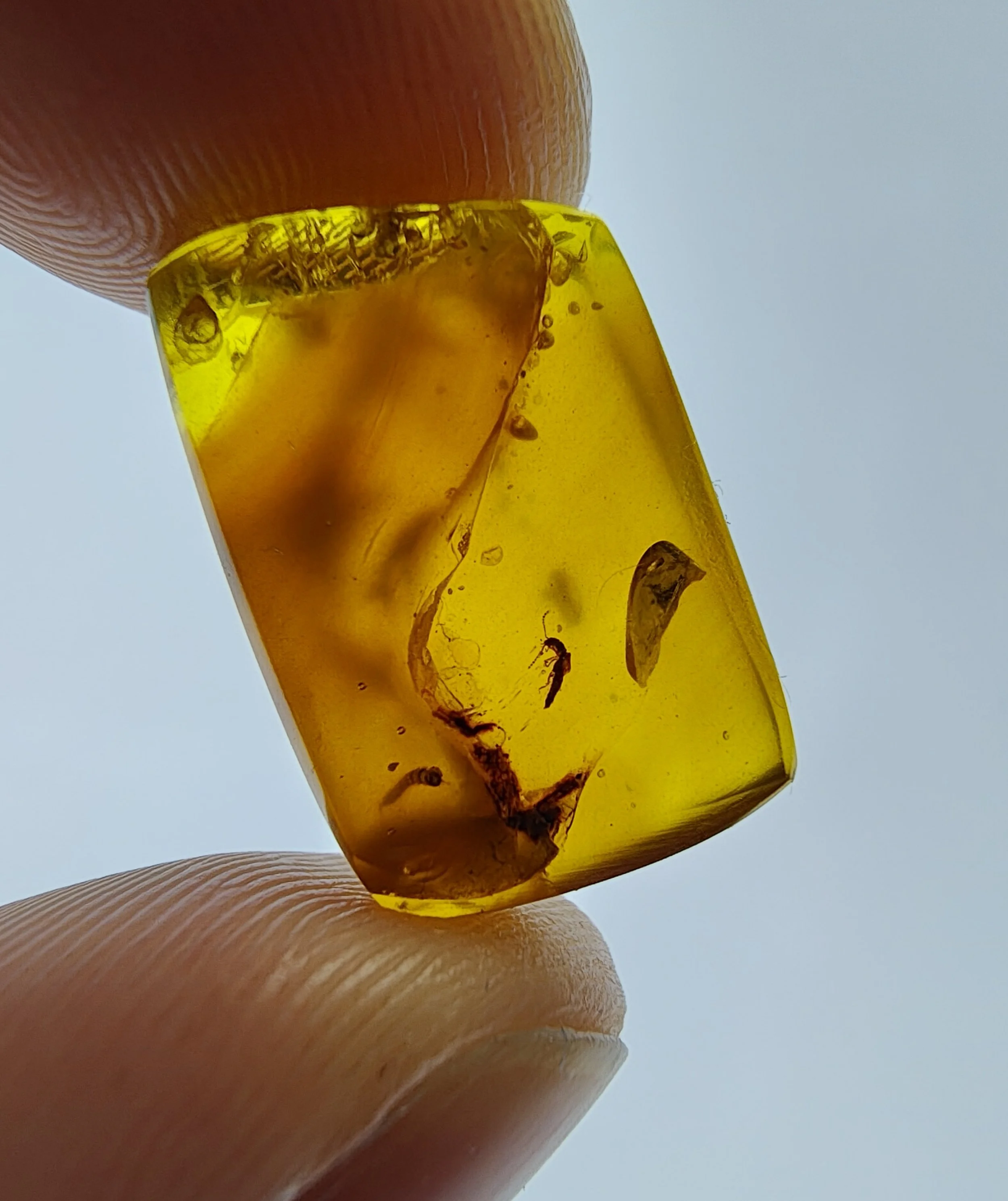 Amber with insects #017 • Burmese amber Unknown Insect & Partial Millipede Inclusion