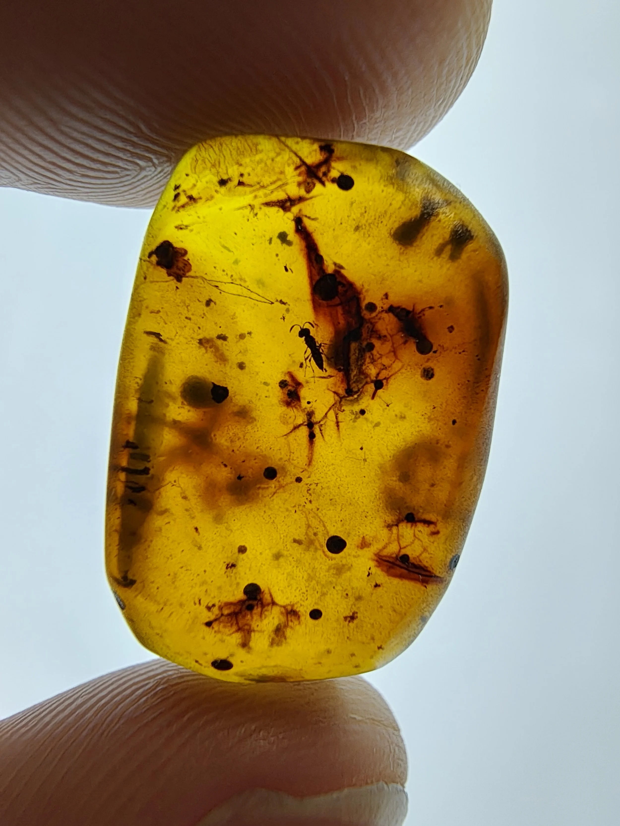 Amber with insects #024 • Small Hymenoptera Wasp in Burmese Amber