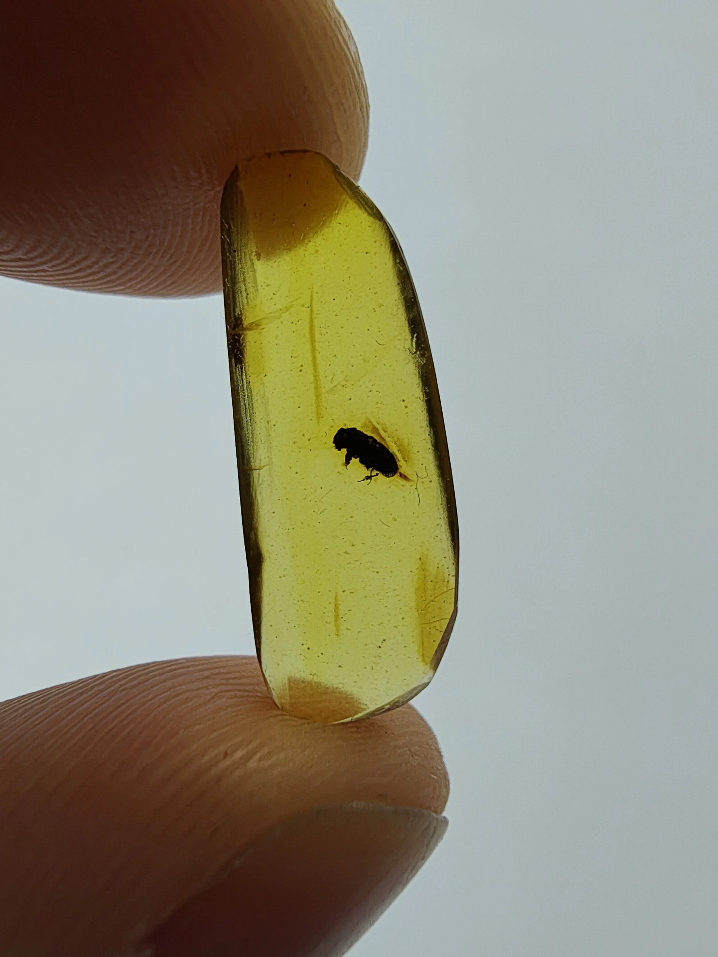 Amber with insects #019 • Unknown Beetle Inclusion In Burmese Amber