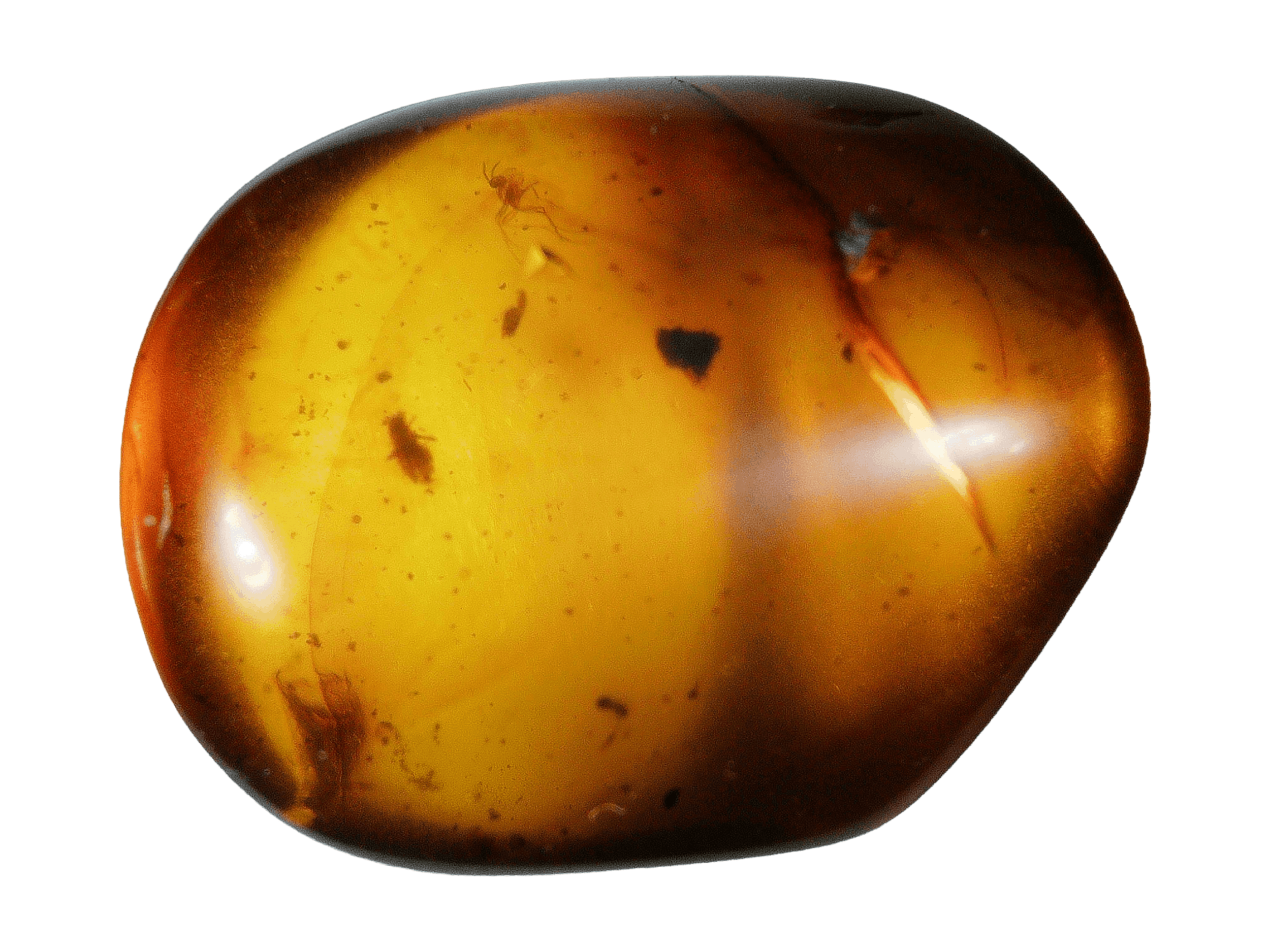 Amber with insects #003 • Burmese amber with Gnat & Unknown Insect