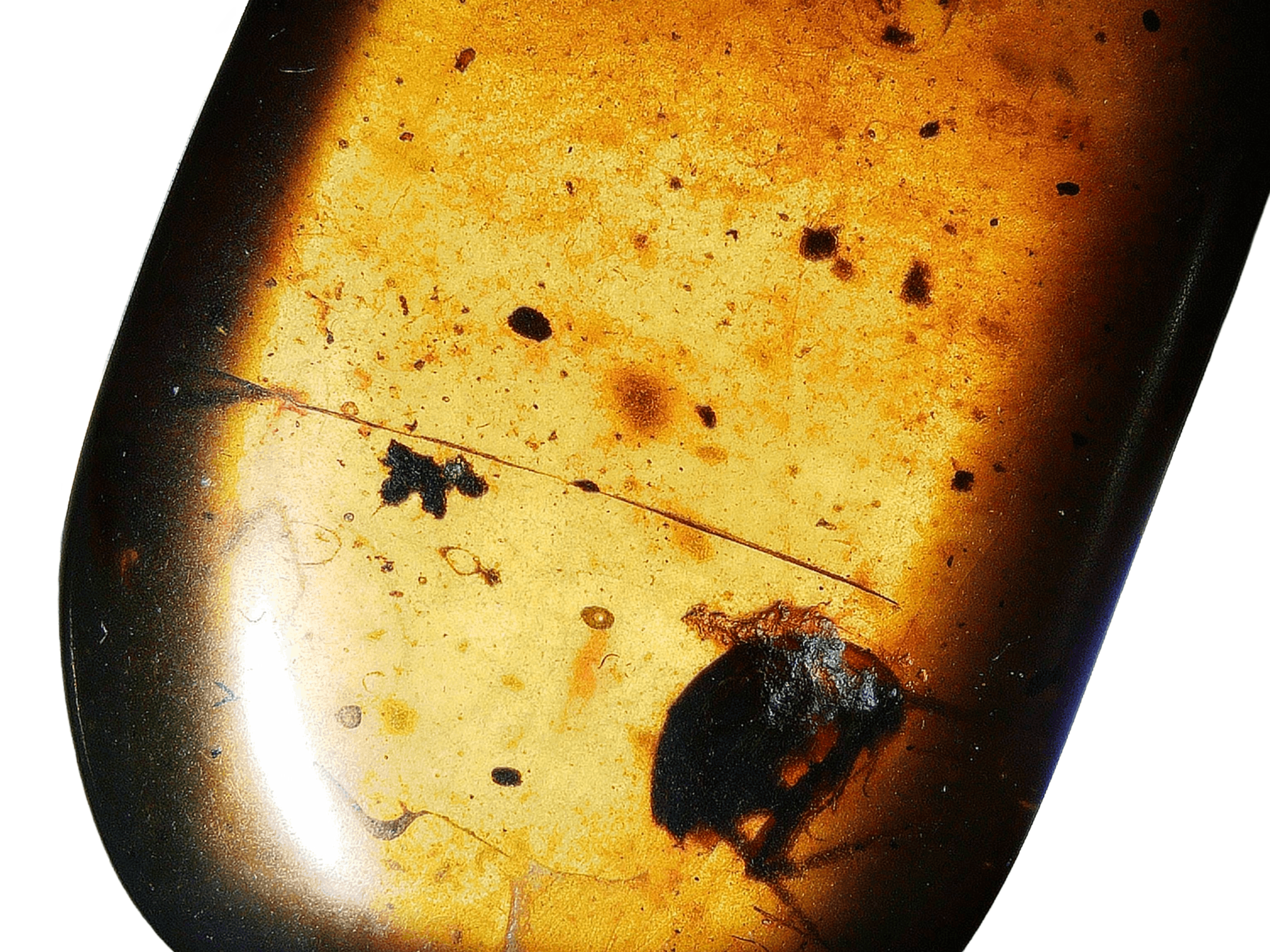 Amber with insects #002 • Burmese amber with Unknown Beetle