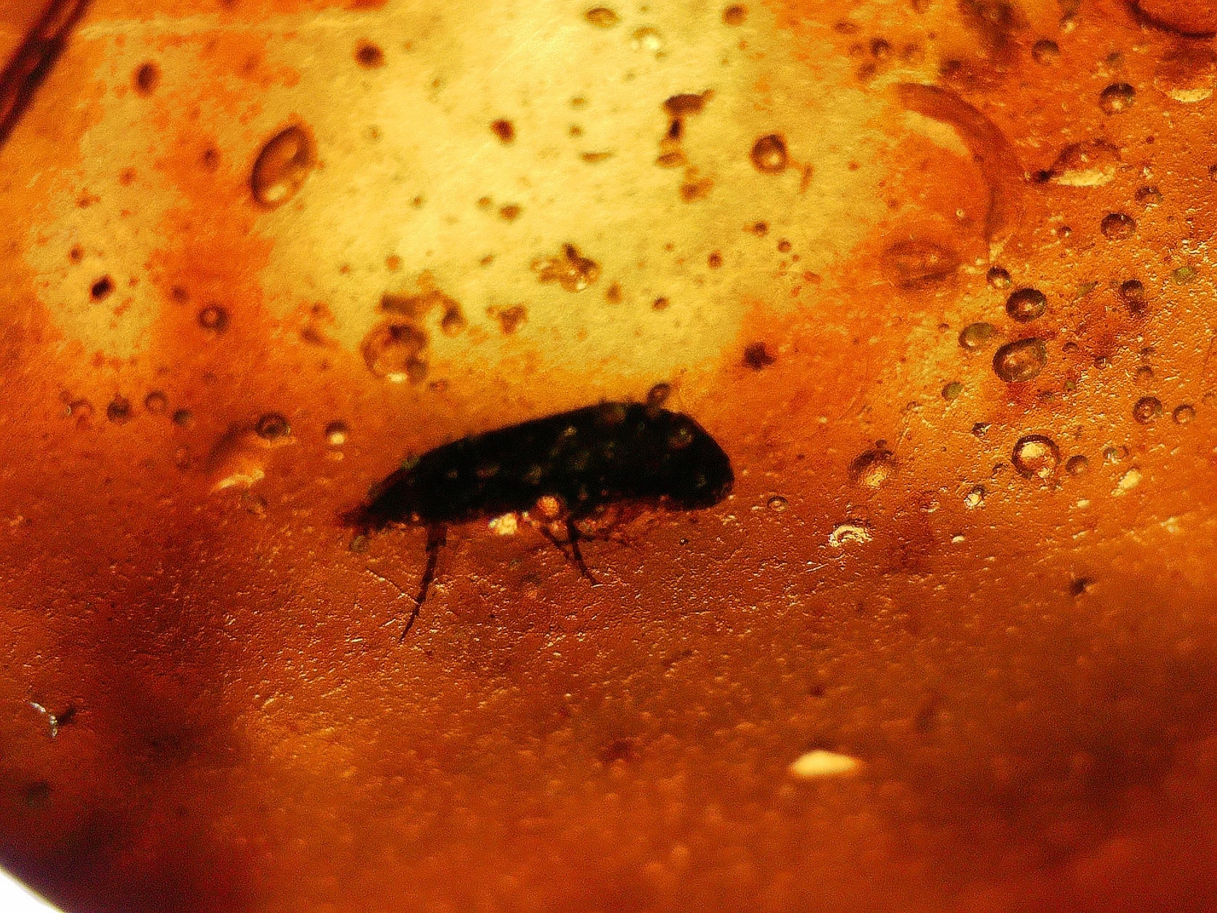 Amber with insects #027 • Beetle (Coleoptera) In Burmese Amber