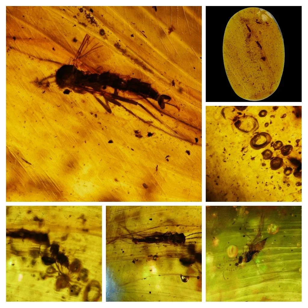 Amber with insects #016 • Multi Gnat (Diptera) Burmese Amber