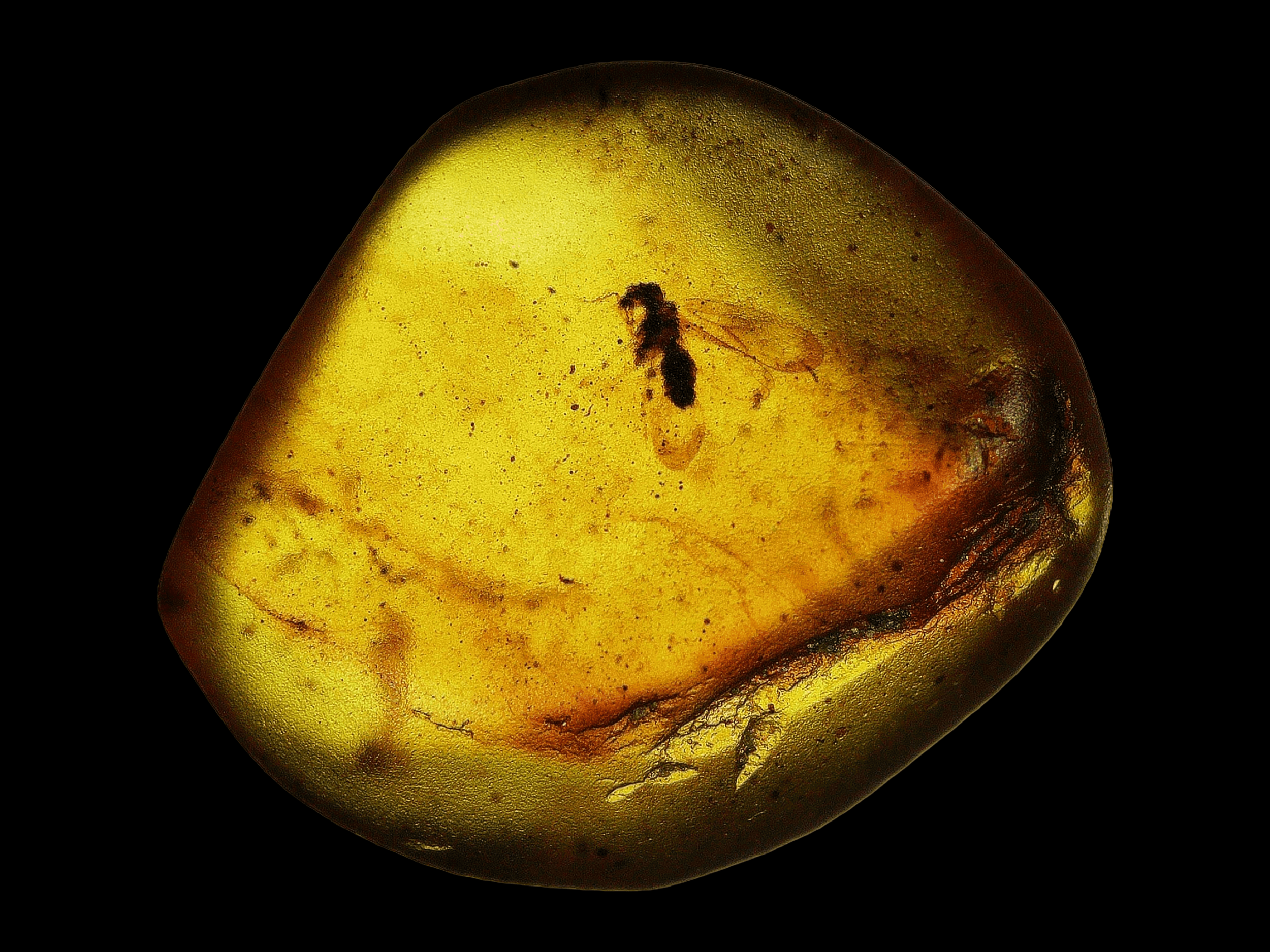 Amber with insects #009 • Diptera Fly Burmese Amber