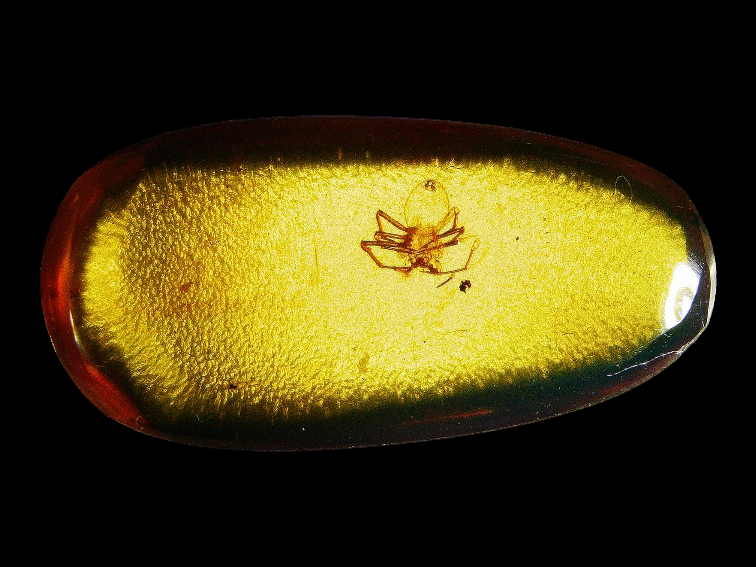 Amber with Arachnid #007 • Museum Clarity Spider in Burmese Amber