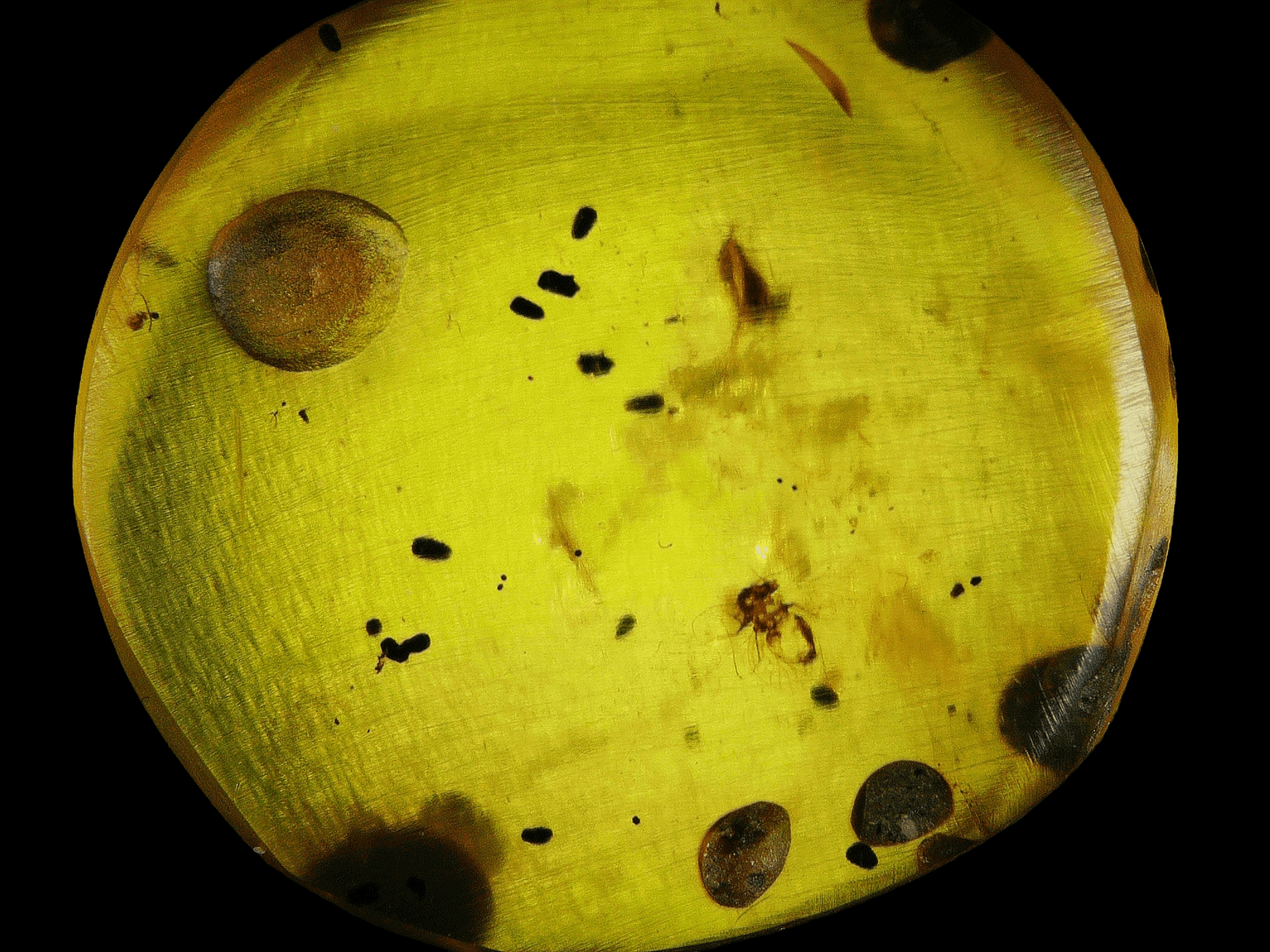 Amber with insects #008 • Burmese amber with Psocoptera Fly