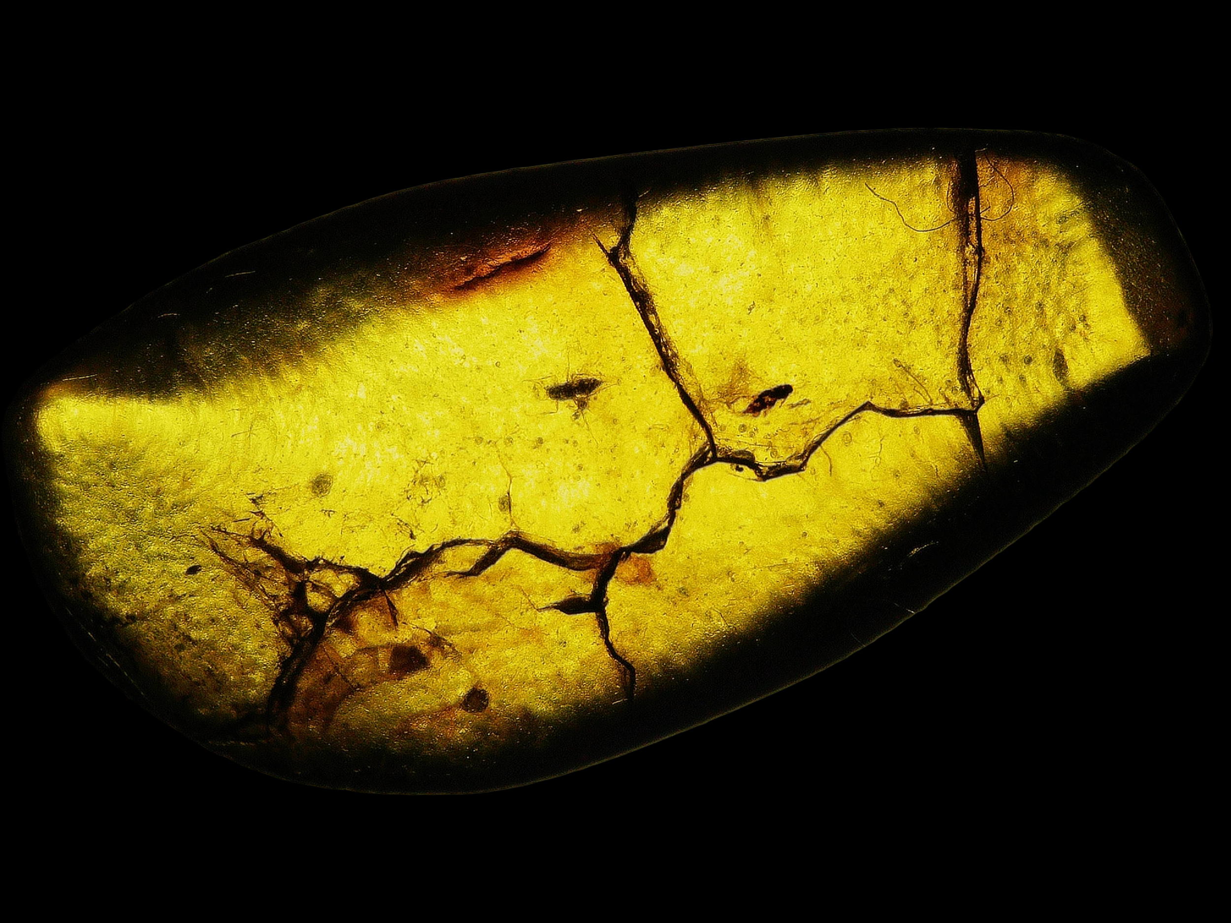 Amber with insects #005 • Burmese amber 2x Unknown Insect Inclusion