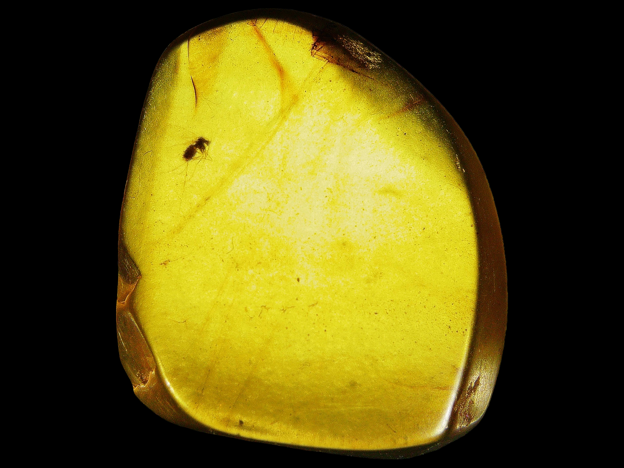 Amber with insects #011 • Burmese amber with Mosquito