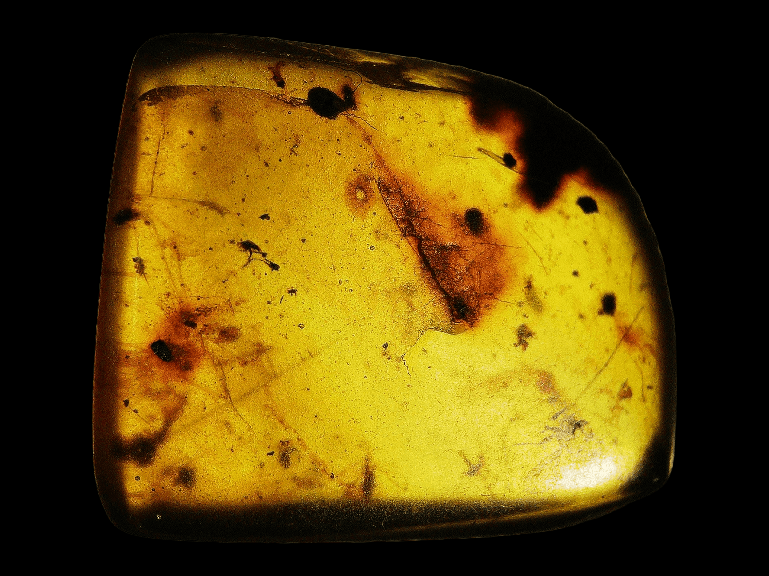 Amber with insects #006 • Burmese amber with Diptera