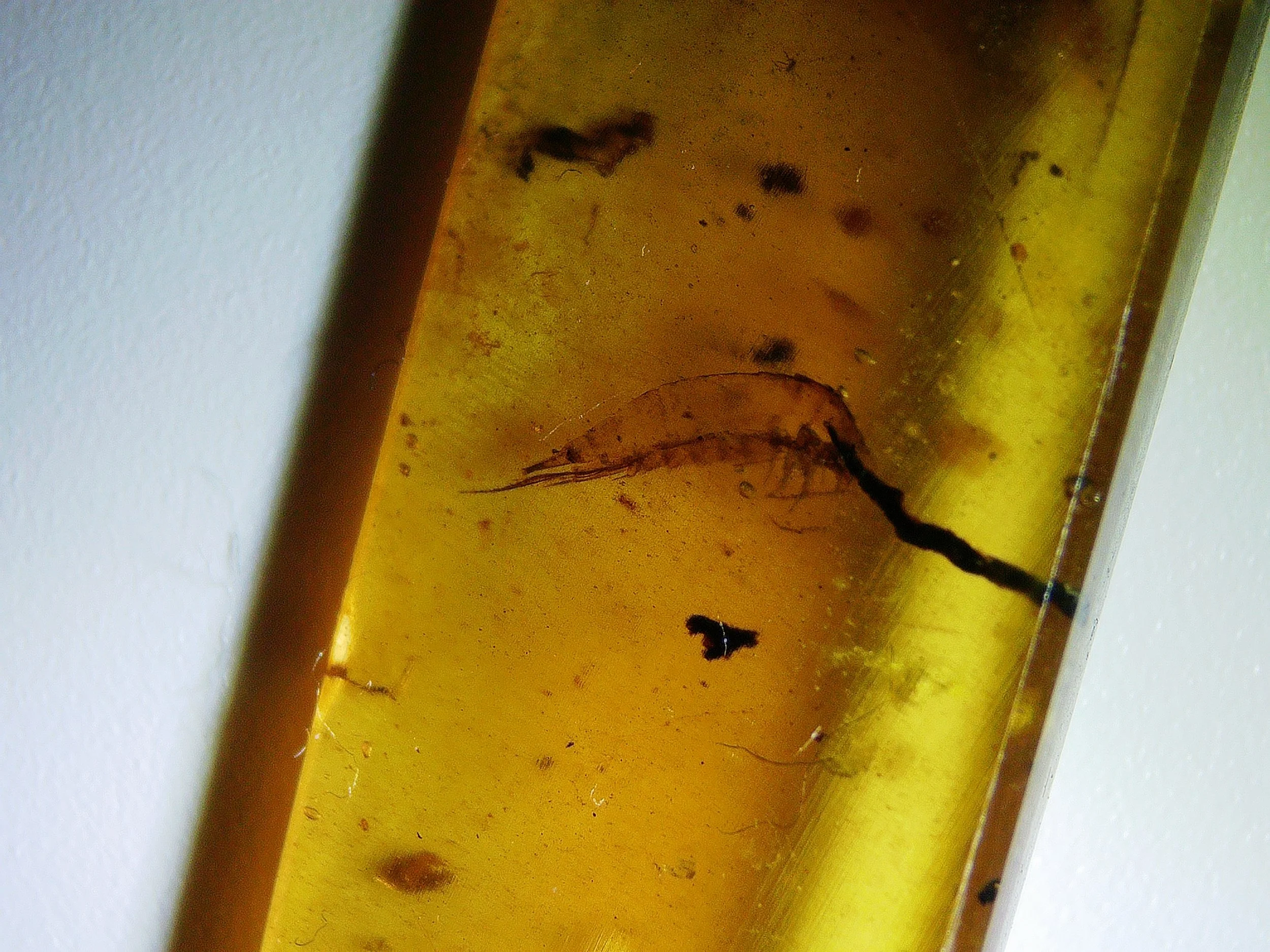 Amber with insects #001 • Burmese amber with Silverfish