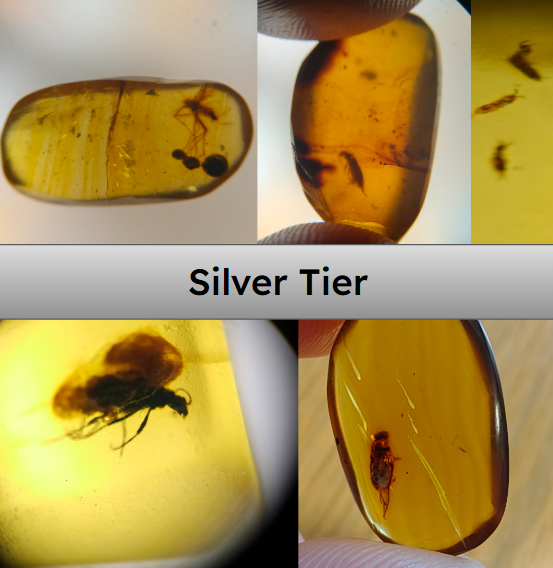 Silver Amber Subscription – Common Insect Inclusions
