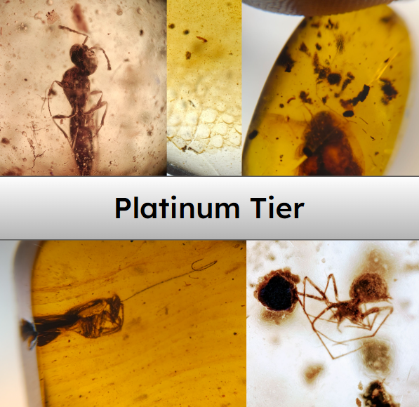 Platinum Amber Subscription – Rare & Exceptional Inclusions