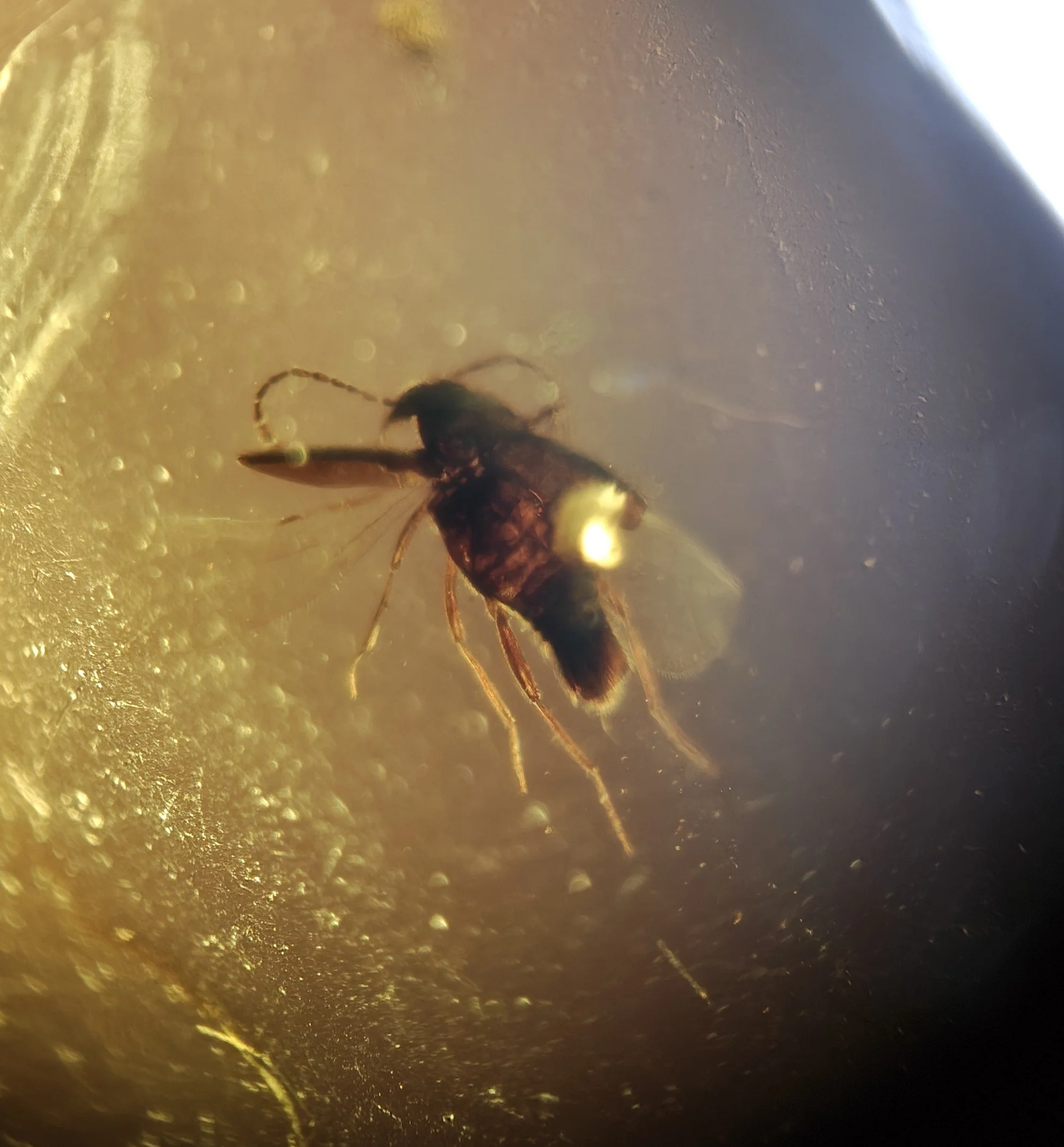 Amber with insects #015 • Coleoptera (Beetle) In Burmese Amber