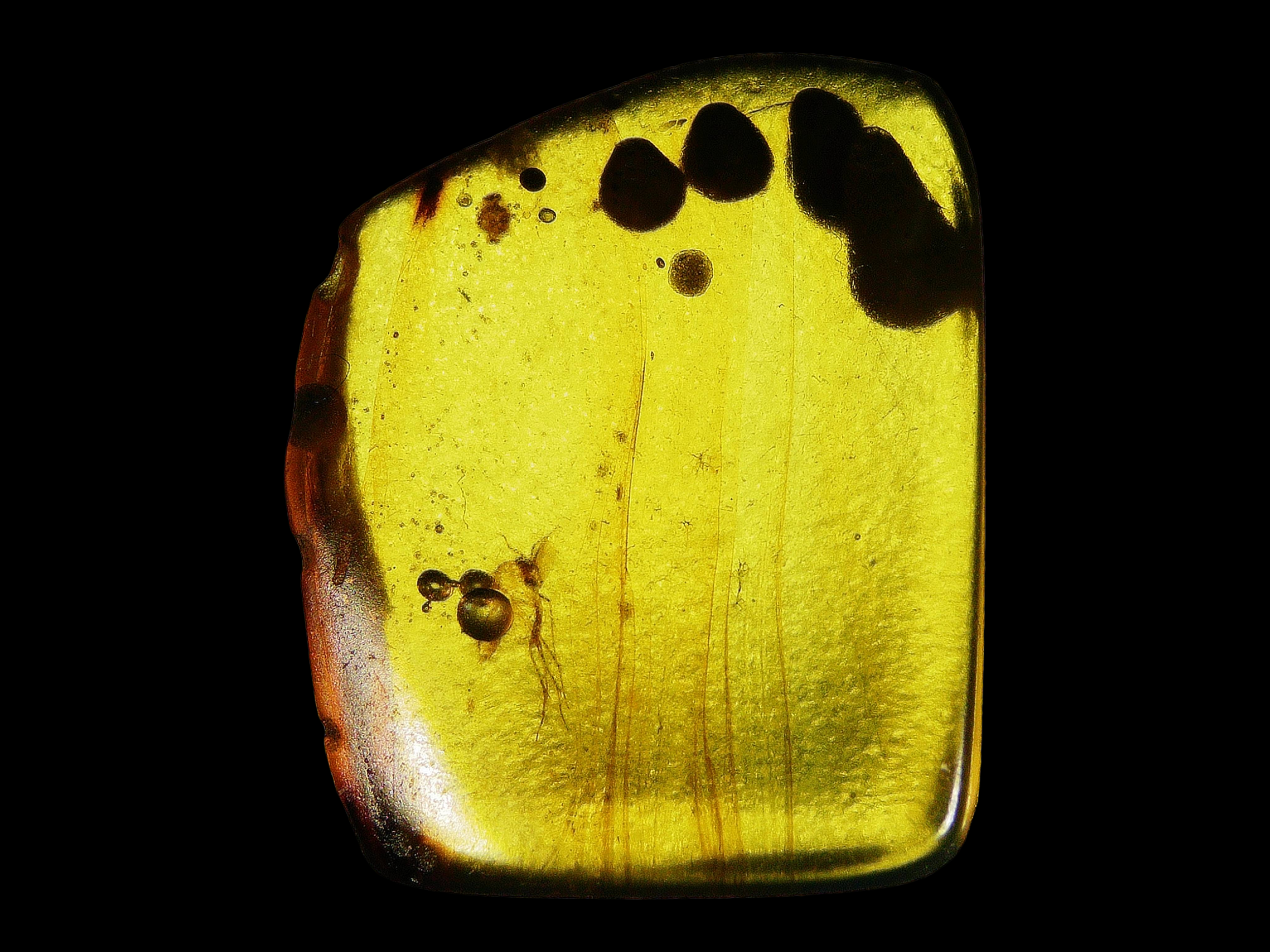 Amber with insects #010 • Gnat (Diptera) Burmese Amber