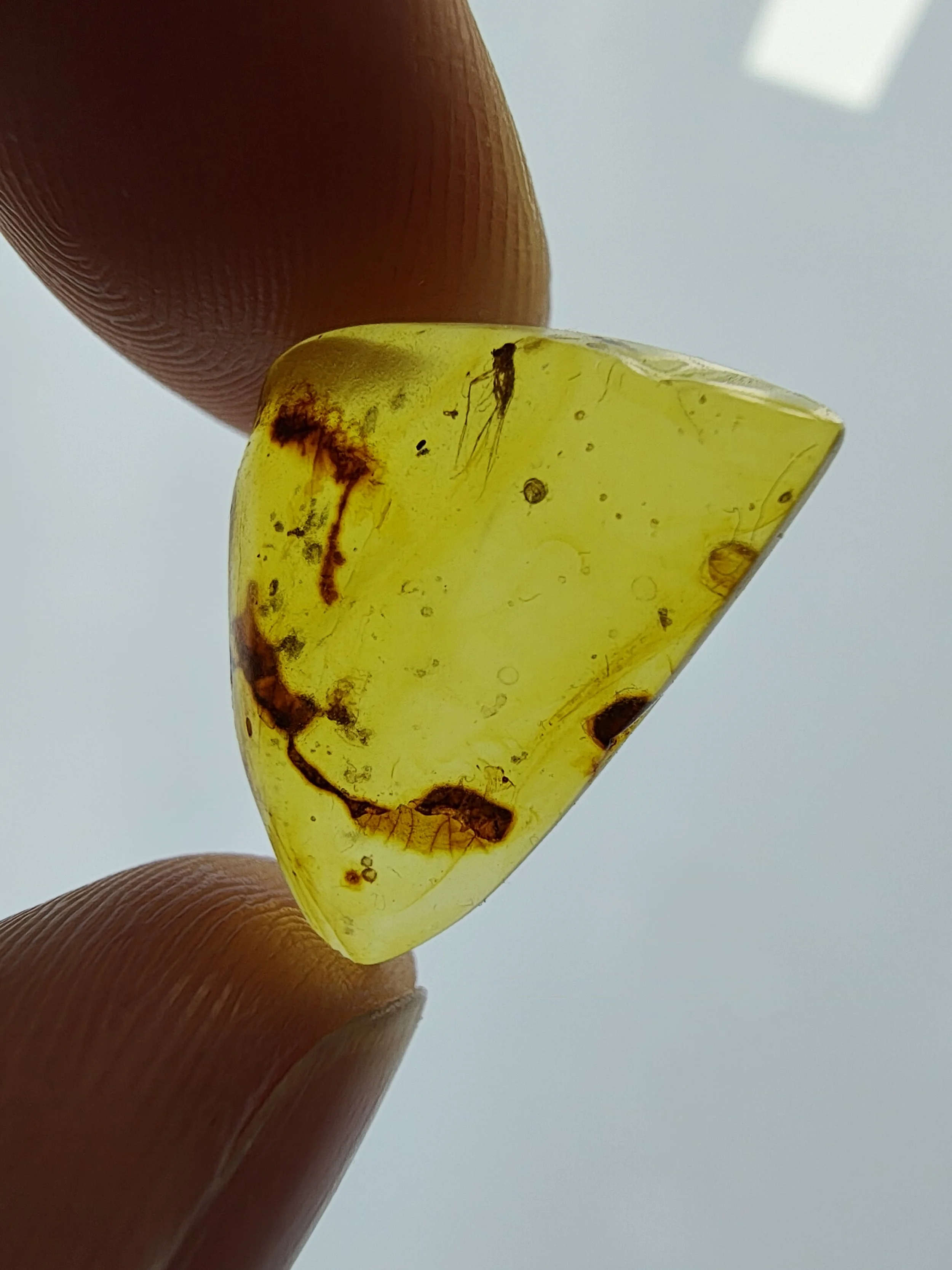 Amber with insects #021 • Gnat (Diptera) In Burmese Amber