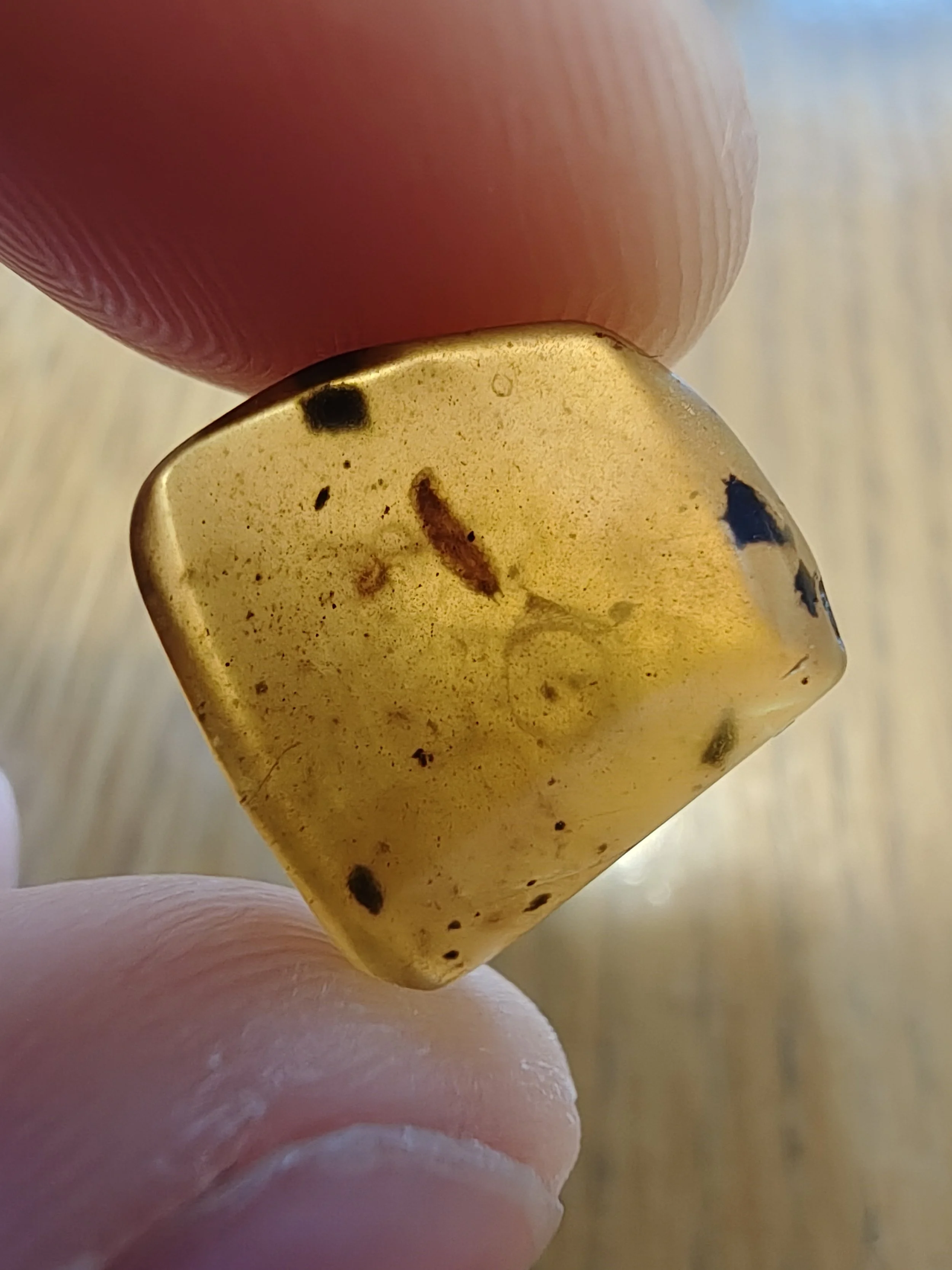 Amber with insects #004 • Larvae & Insect In Burmese Amber