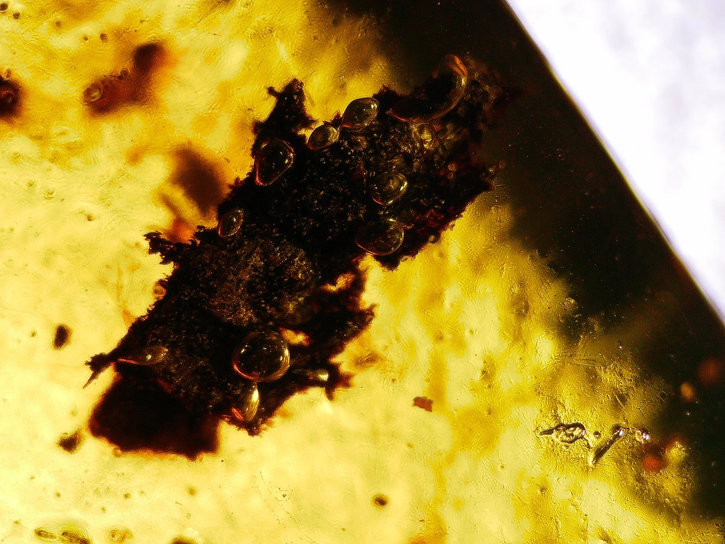 Amber with insects #029 • Unknown Insect & Debris In Burmese Amber