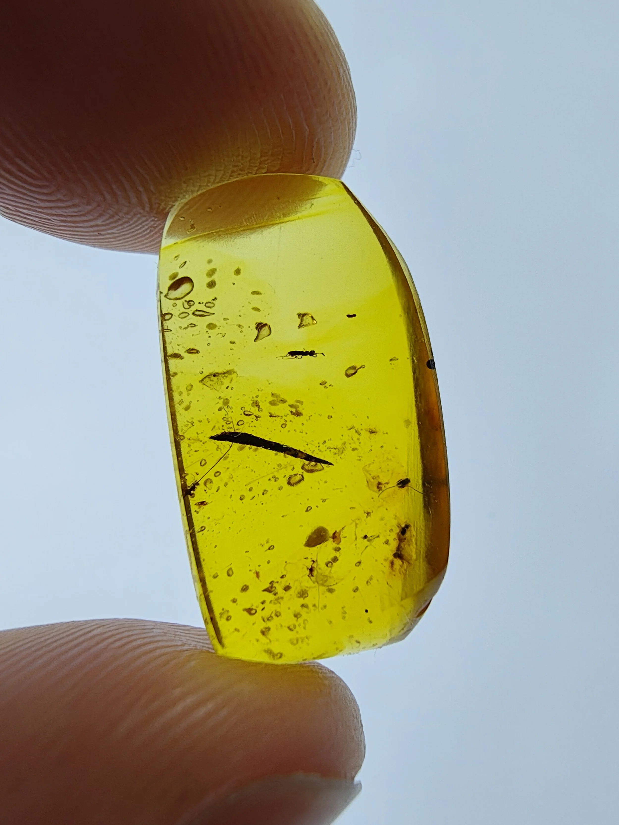 Amber with insects #018 • Burmese amber with Insect