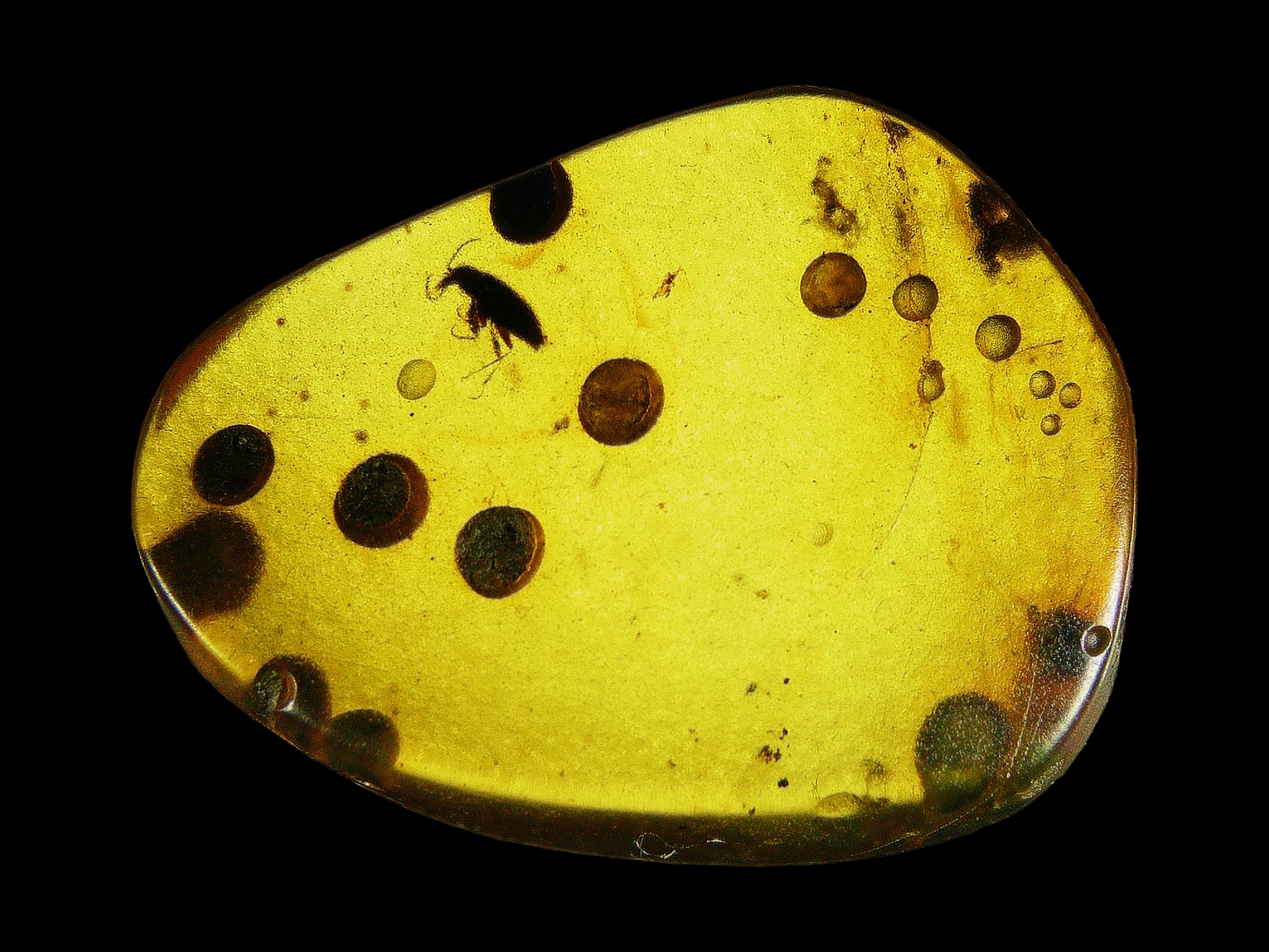 Amber with insects #012 • Coleoptera (Beetle) In Burmese Amber