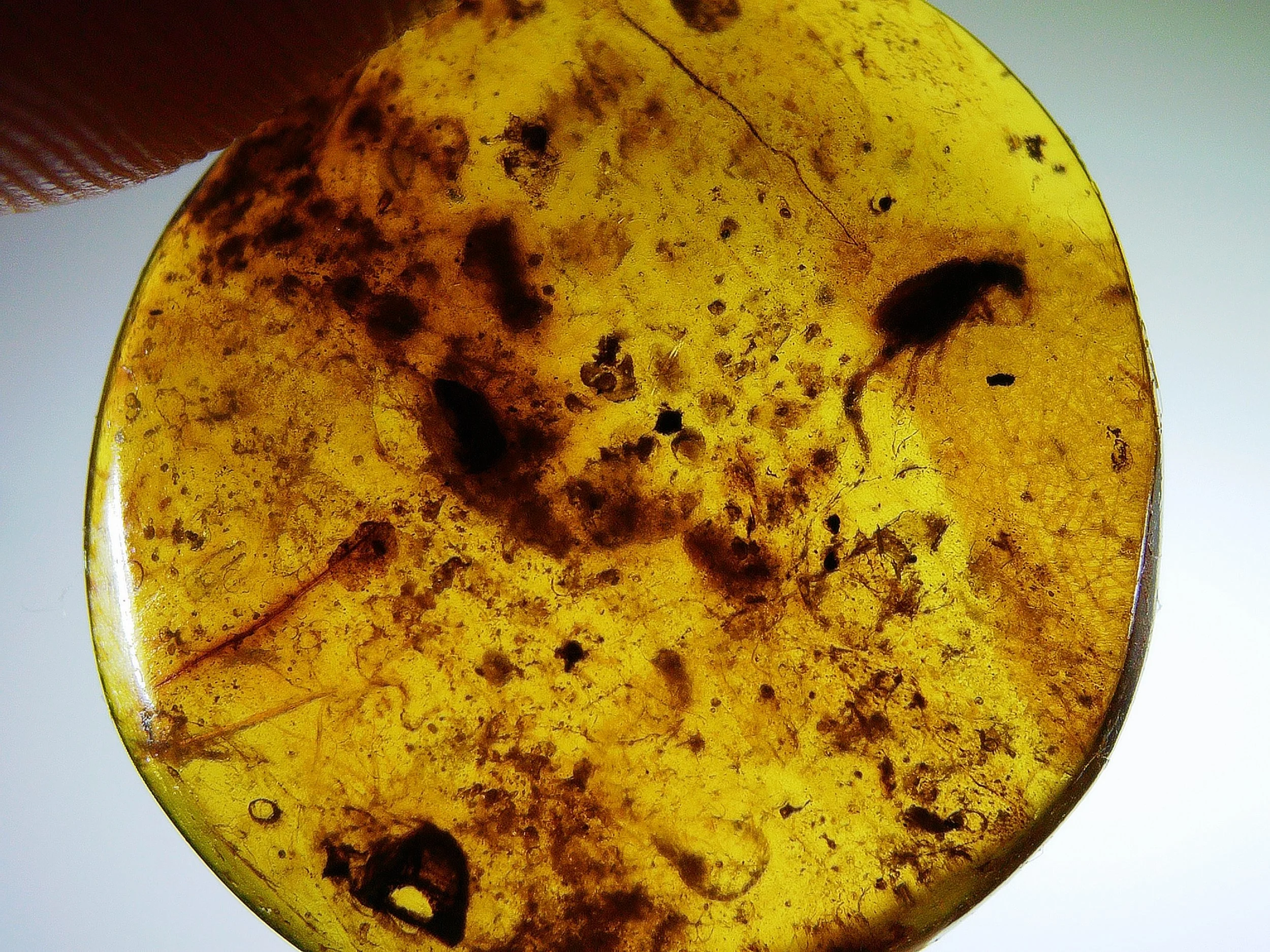 Amber with insects #014 • Burmese amber with Unknown Beetle